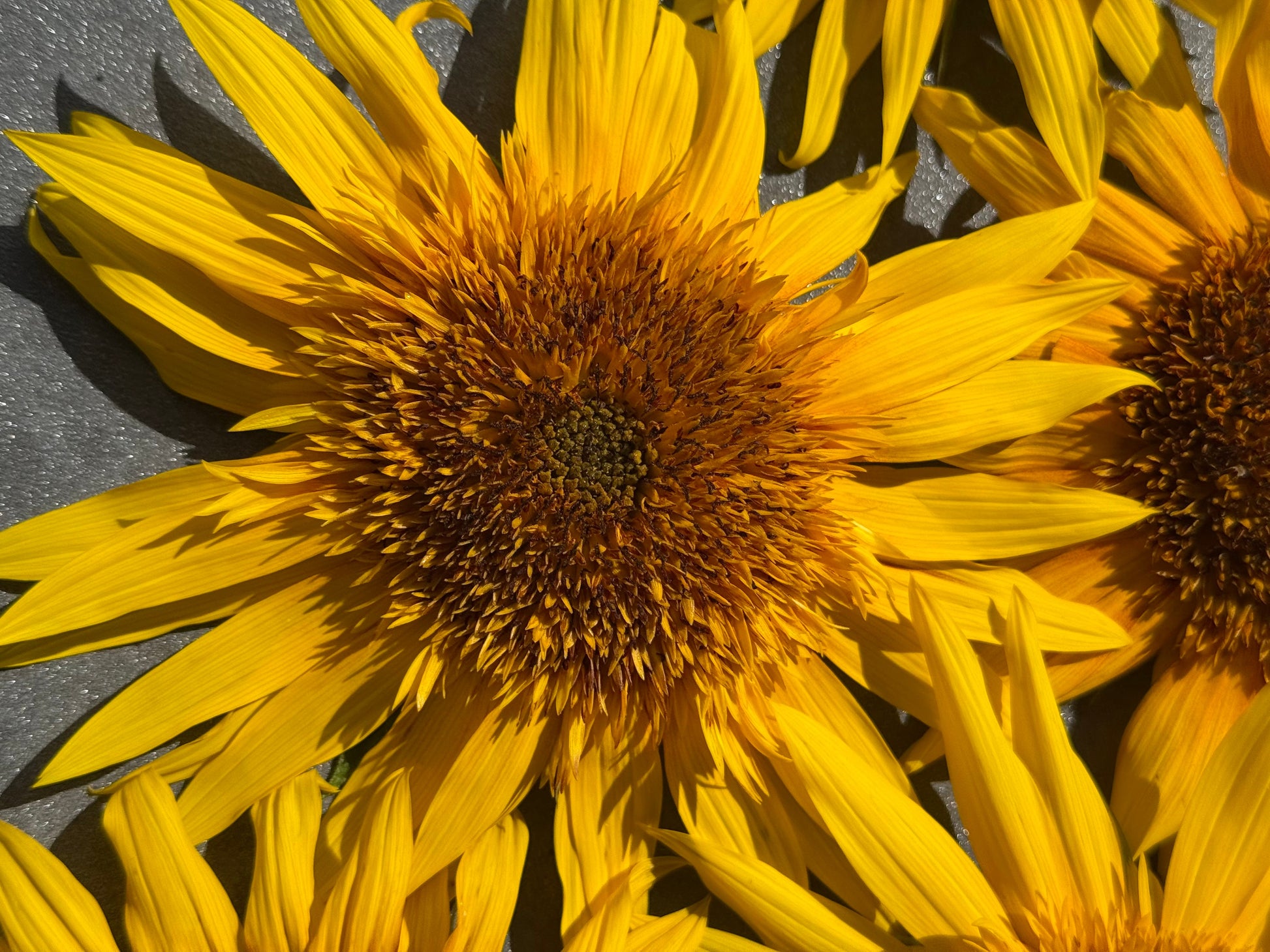 Sunflower Astra Yellow Brown F1 | Helianthus annuus | Multiple blooms on a single stem therapyofflowers.com