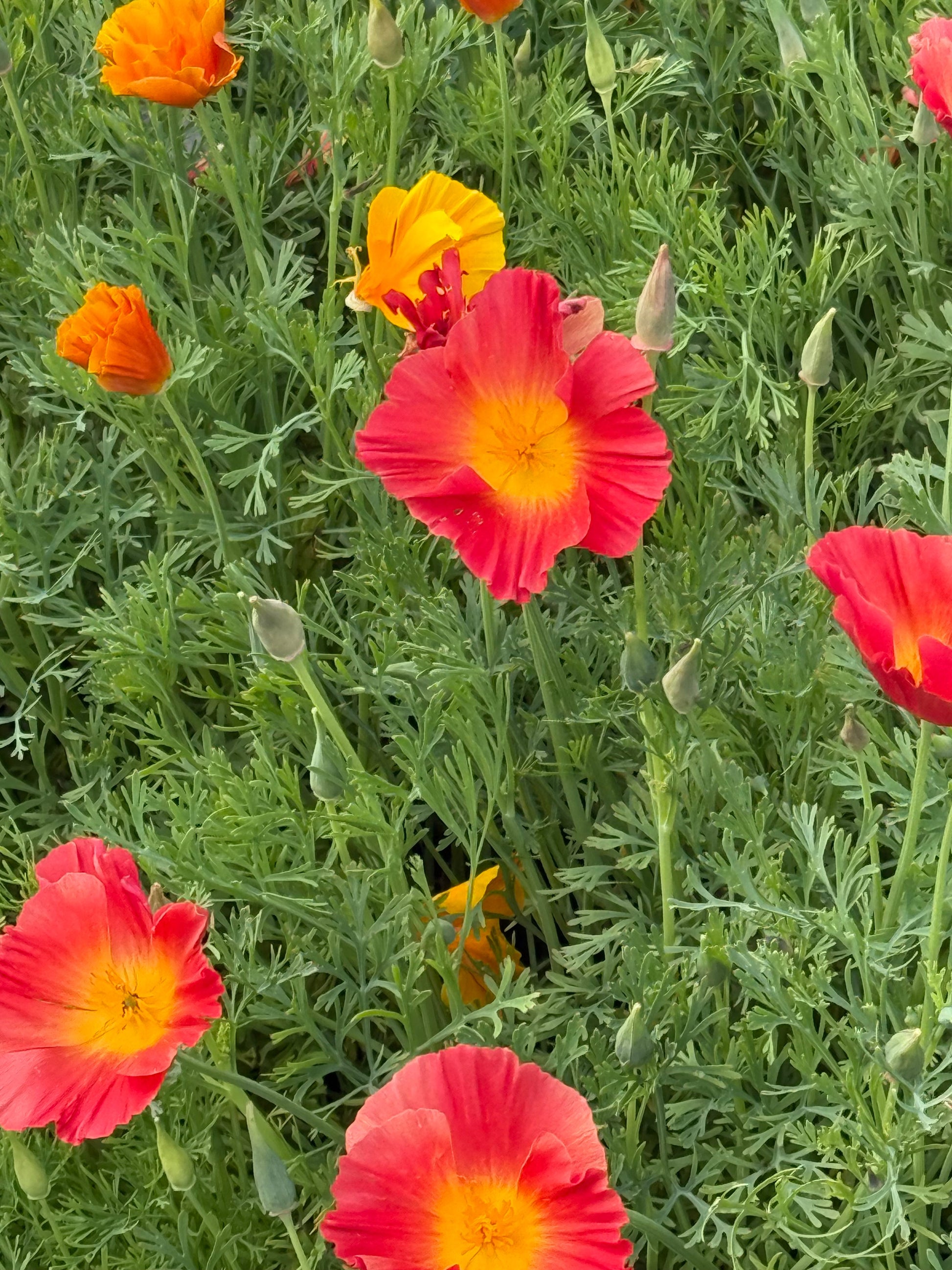 Eschscholzia californica Thai Silk Mixture | California Poppy therapyofflowers.com