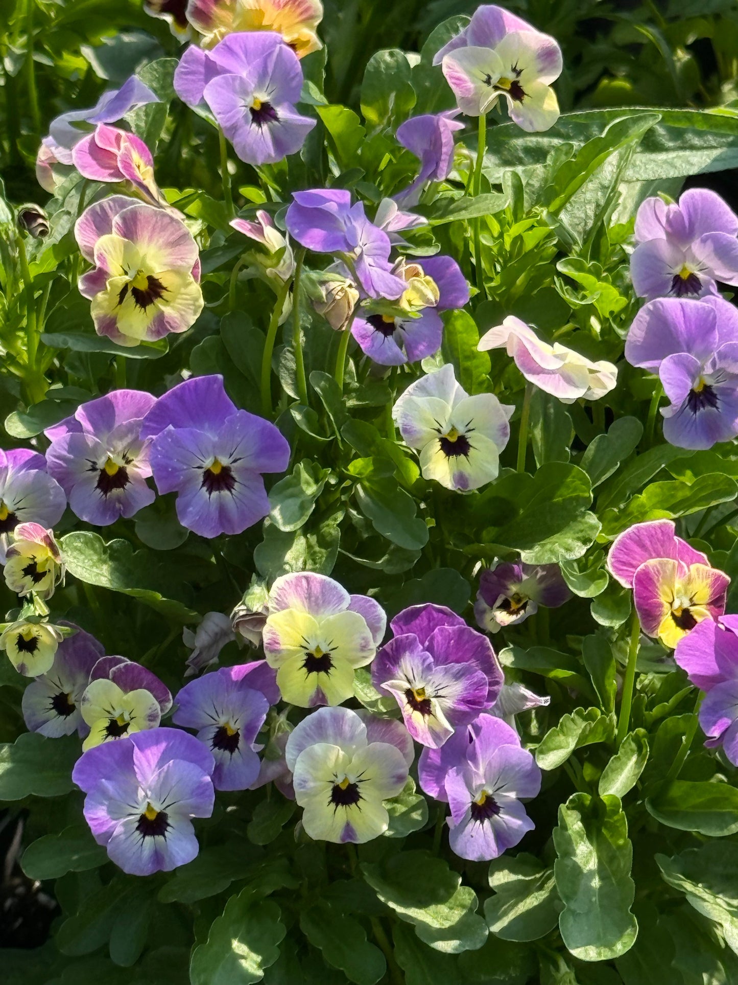 Viola cornuta Antique Laeta F1 | Horned Pansy therapyofflowers.com