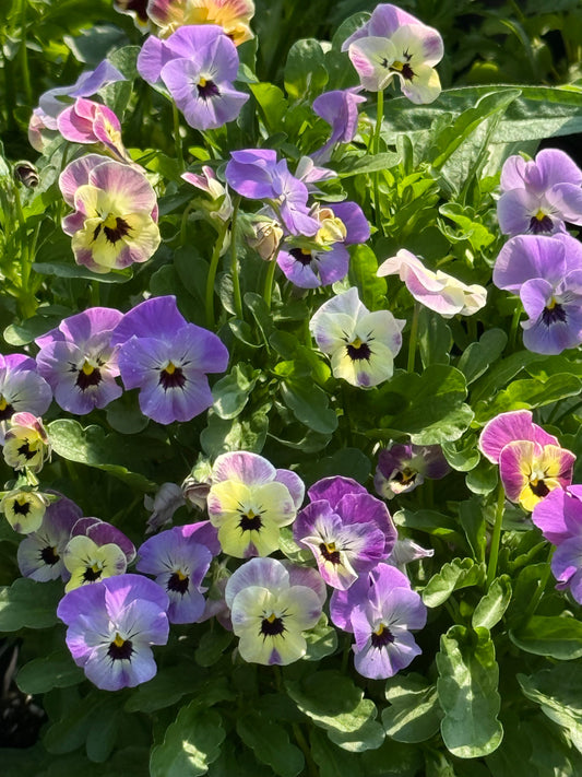 Viola cornuta Antique Laeta F1 | Horned Pansy therapyofflowers.com