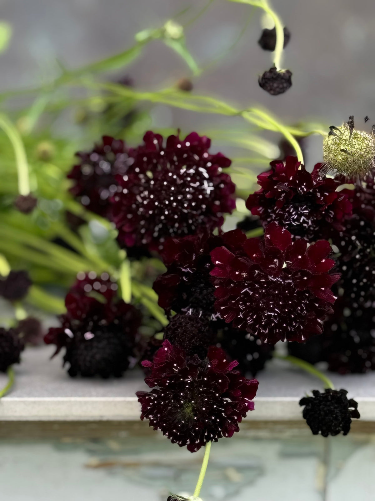 Scabiosa atropurpurea QIS® Black Purple | Sweet Scabious | Pincushion Flower therapyofflowers.com