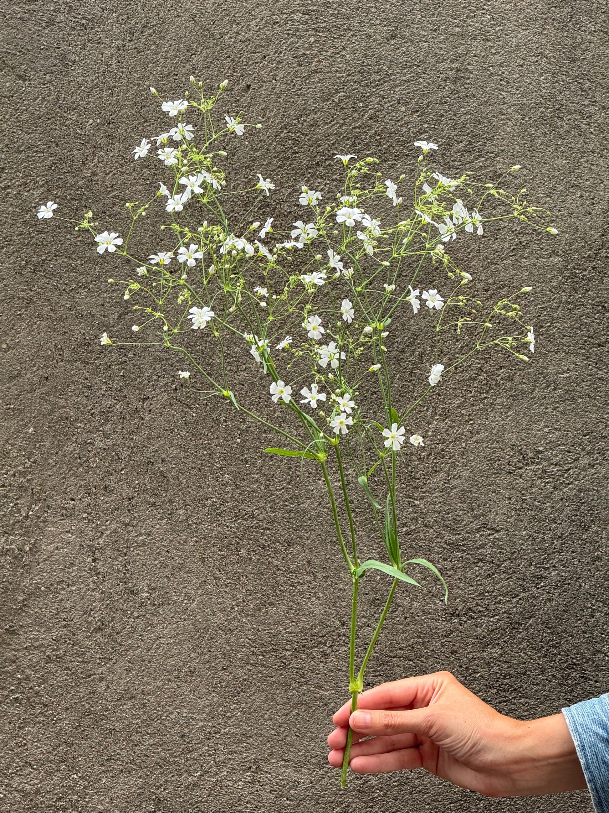 Gypsophila elegans Covent Garden | Annual Baby’s Breath therapyofflowers.com