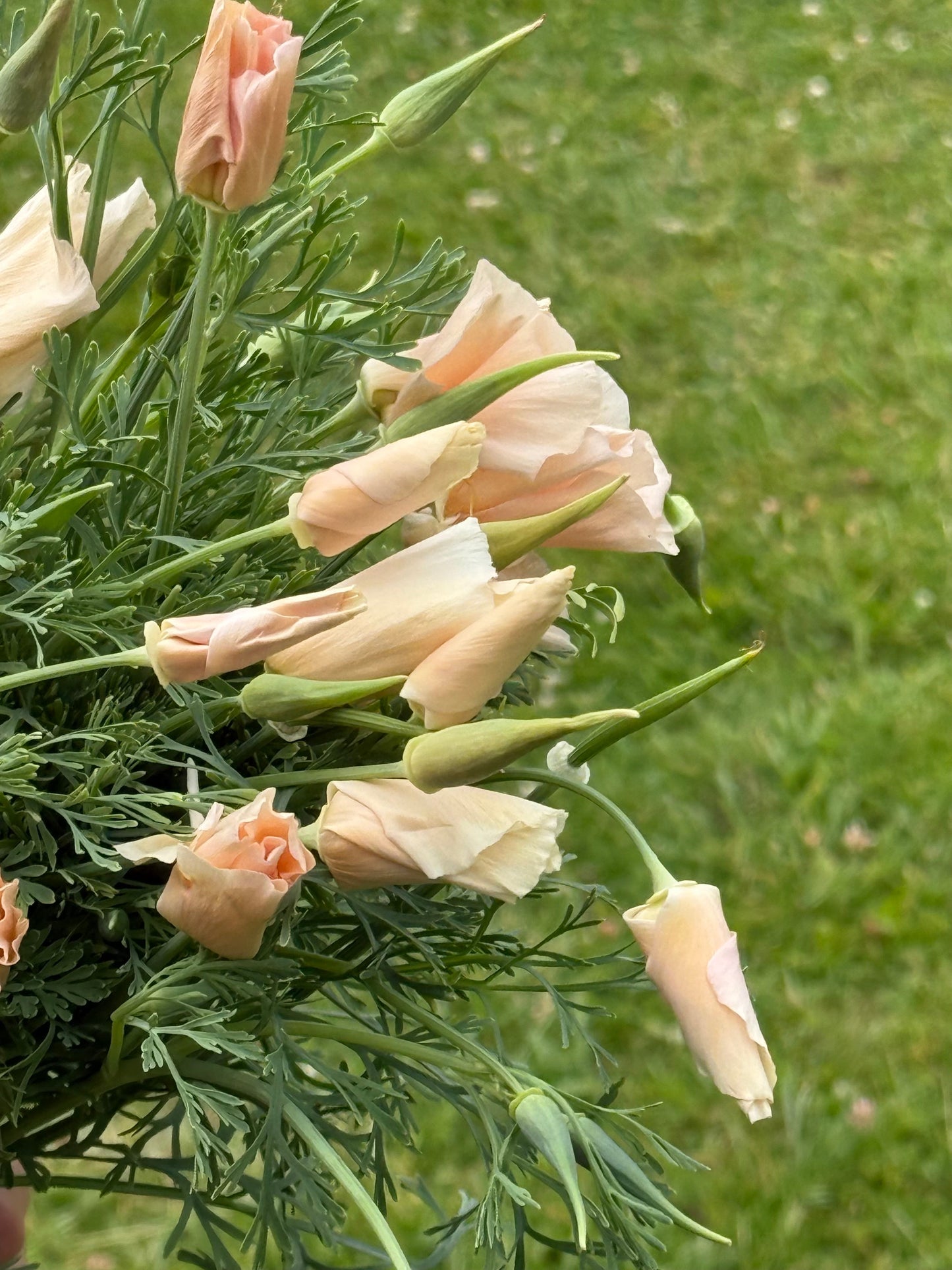Eschscholzia californica Thai Silk Pink Champagne | California Poppy therapyofflowers.com