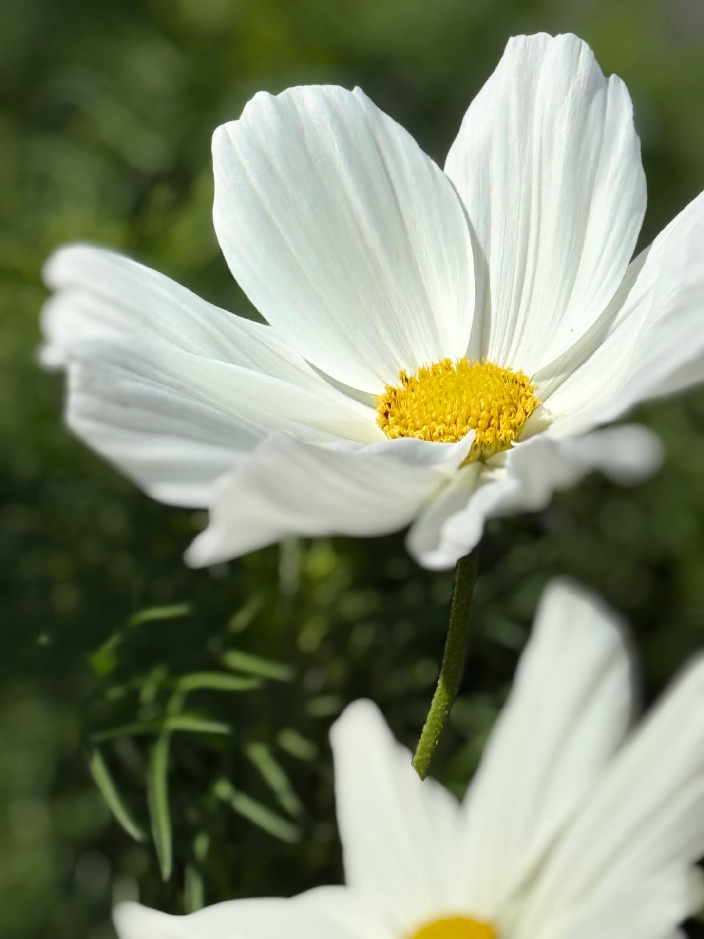 Cosmos bipinnatus Sonata™ White | Compact Pot Flower therapyofflowers.com