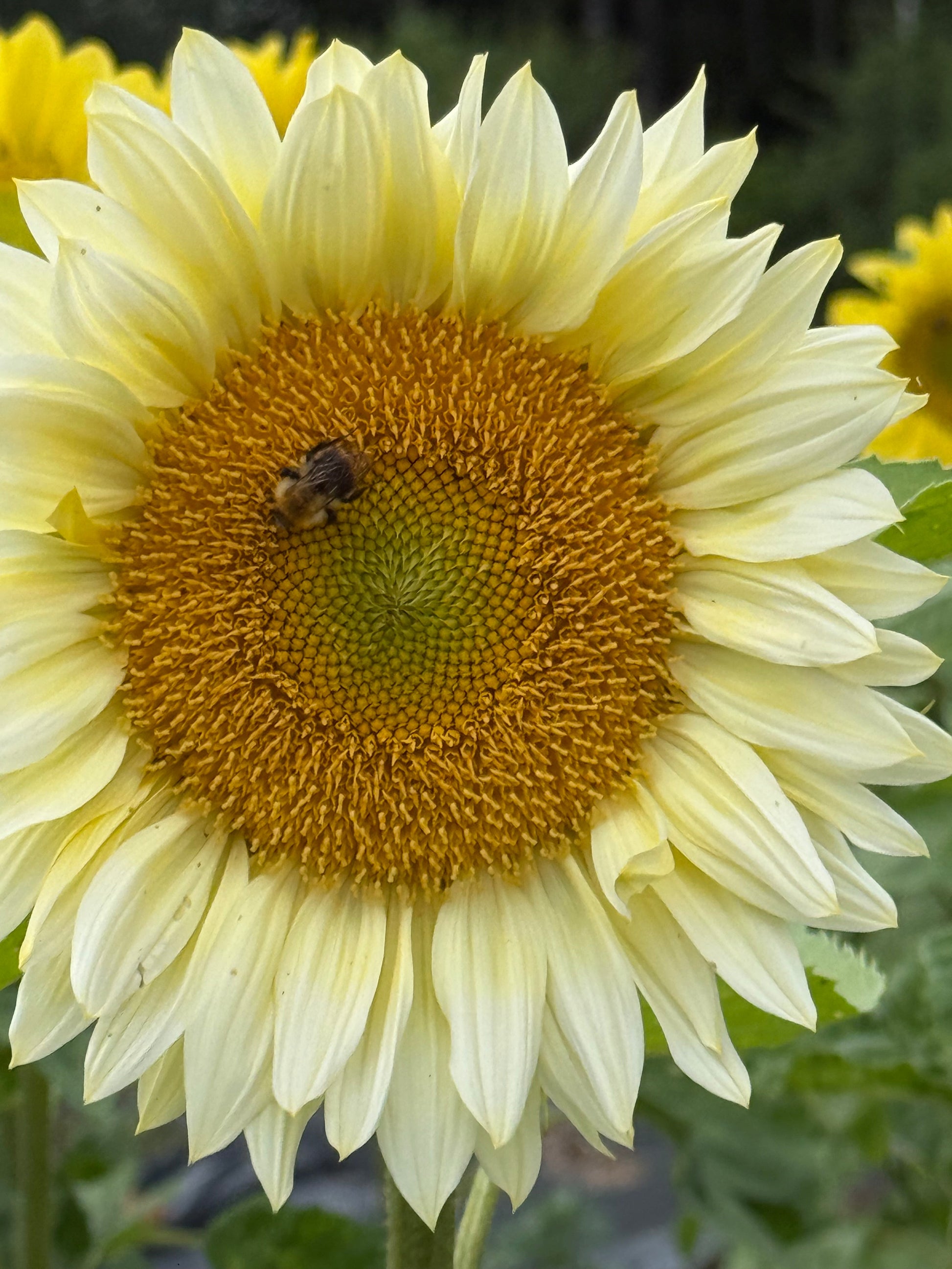 Sunflower ProCut® White Lite F1 | Helianthus annuus therapyofflowers.com