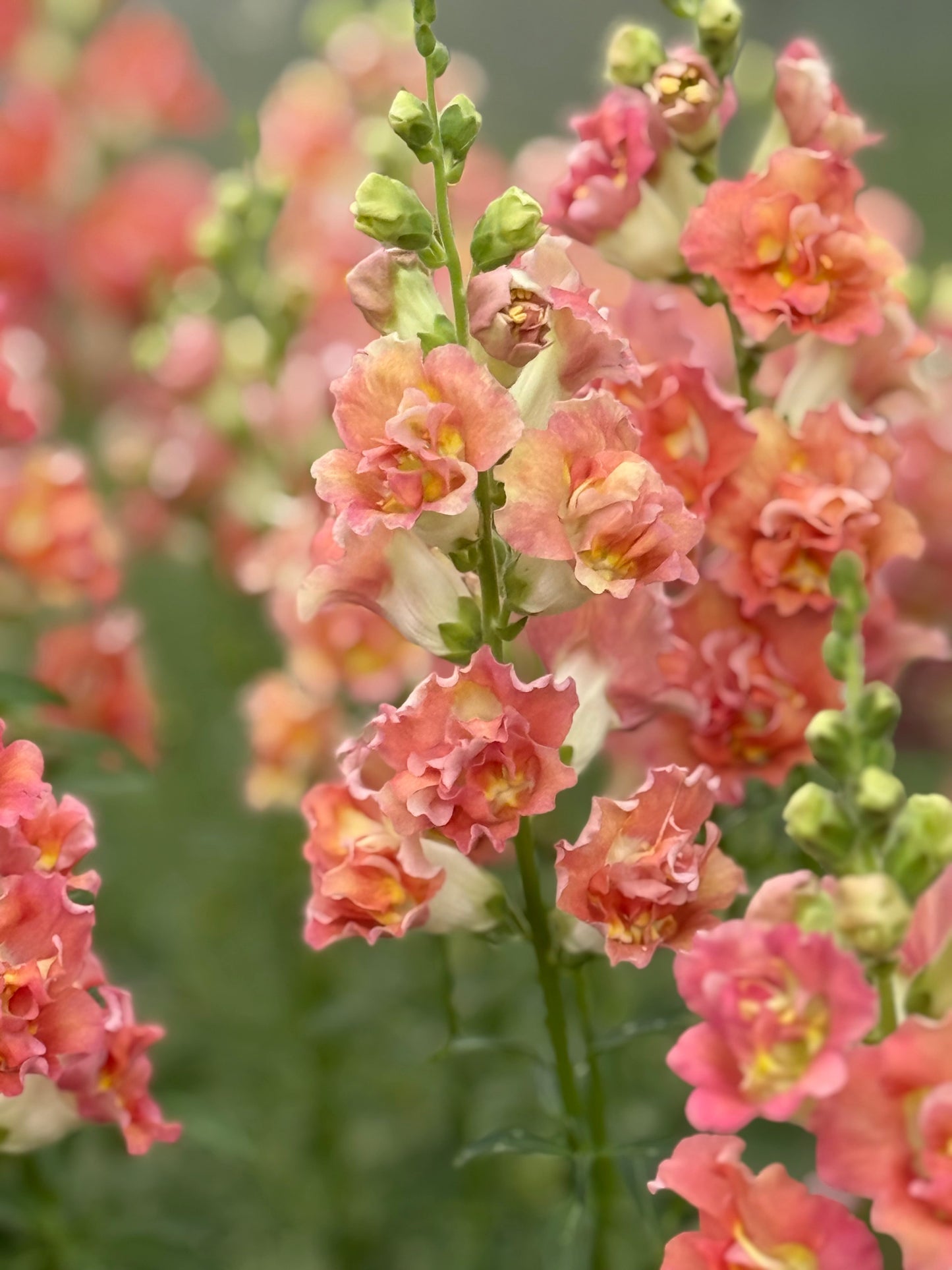 Snapdragon Madame Butterfly™ Bronze/White | Group 3,4 | Antirrhinum majus therapyofflowers.com