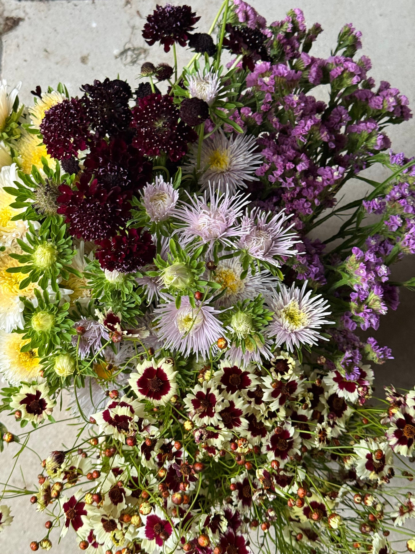 China Aster Sea Starlet Lavender | Callistephus chinensis therapyofflowers.com