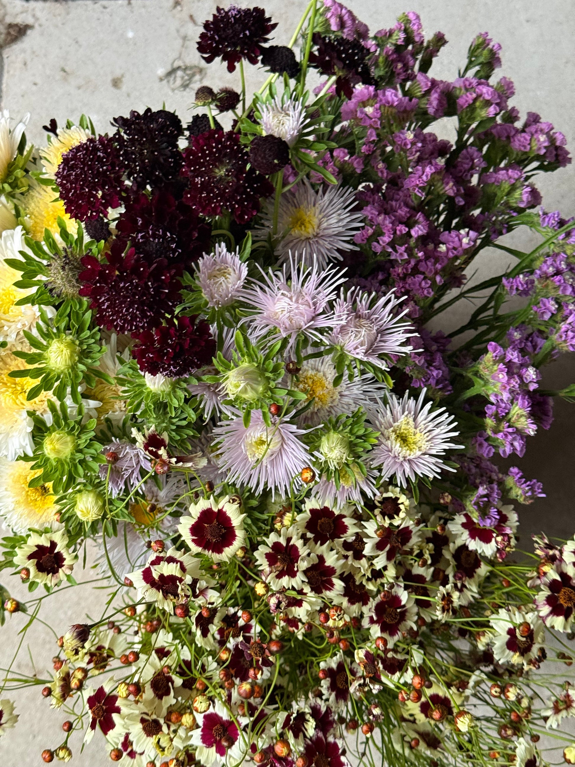China Aster Sea Starlet Lavender | Callistephus chinensis therapyofflowers.com