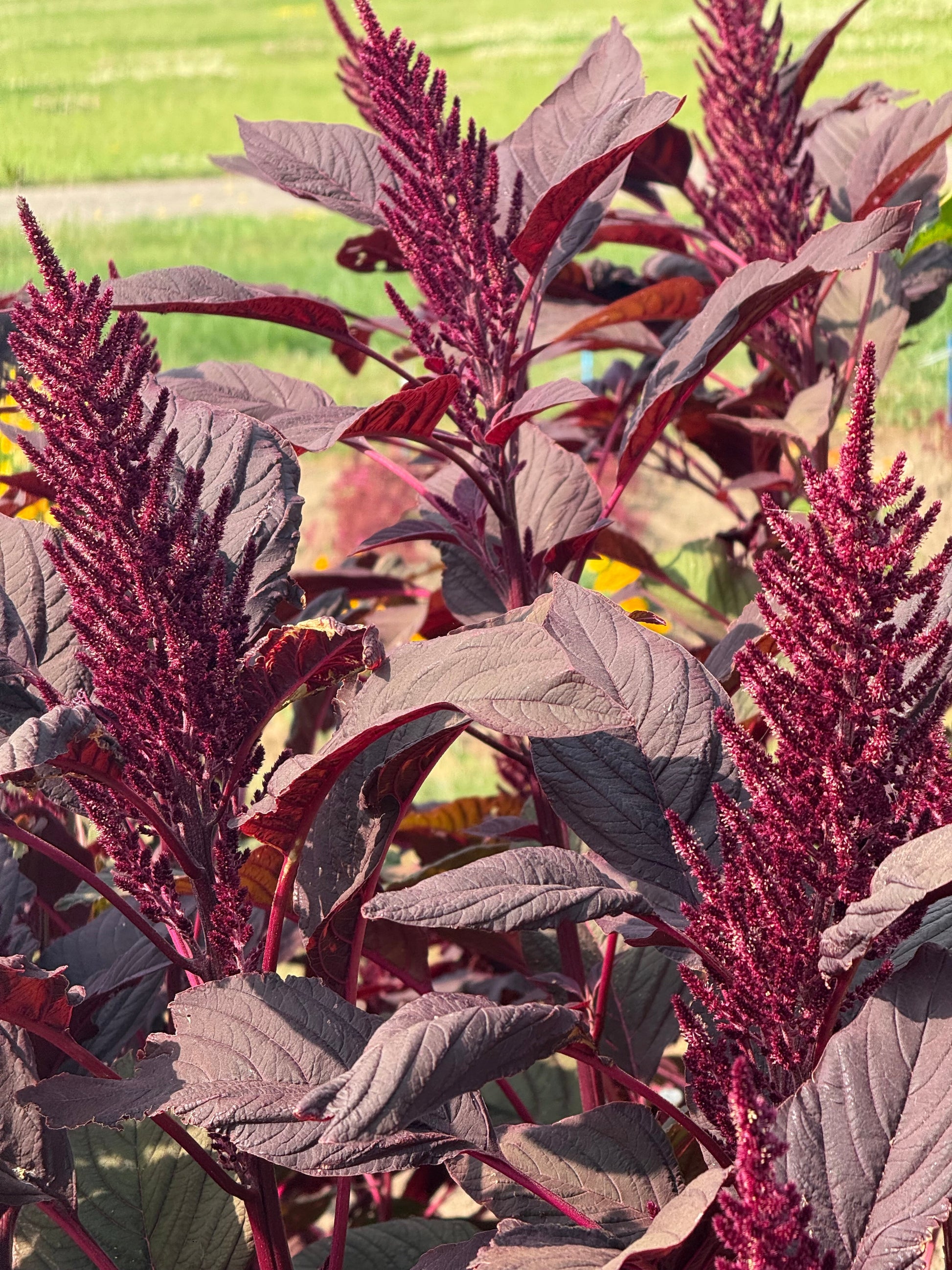 Amaranthus cruentus Velvet Curtains therapyofflowers.com