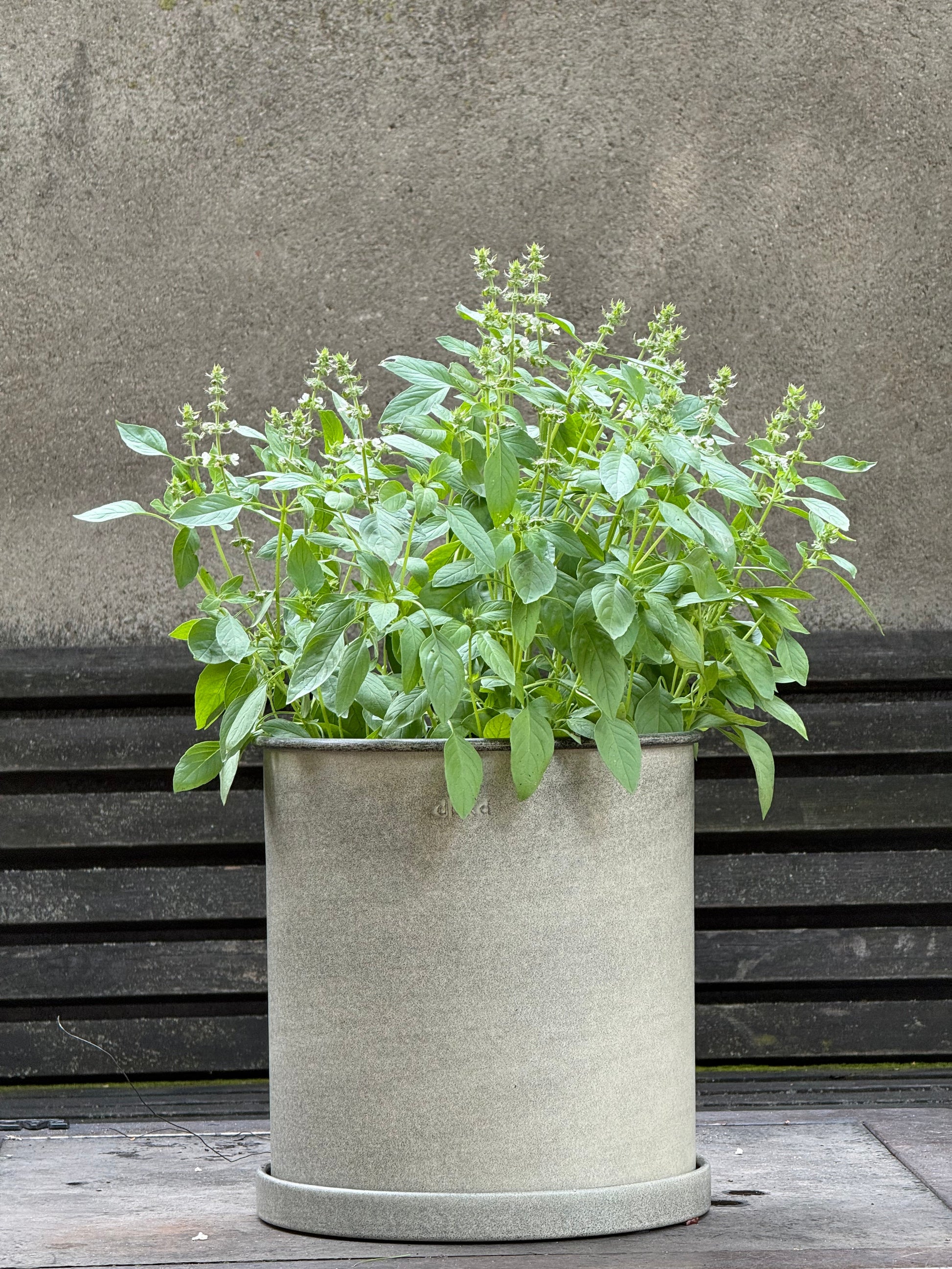 Lemon basil | Ocimum canum | Wild Basil therapyofflowers.com