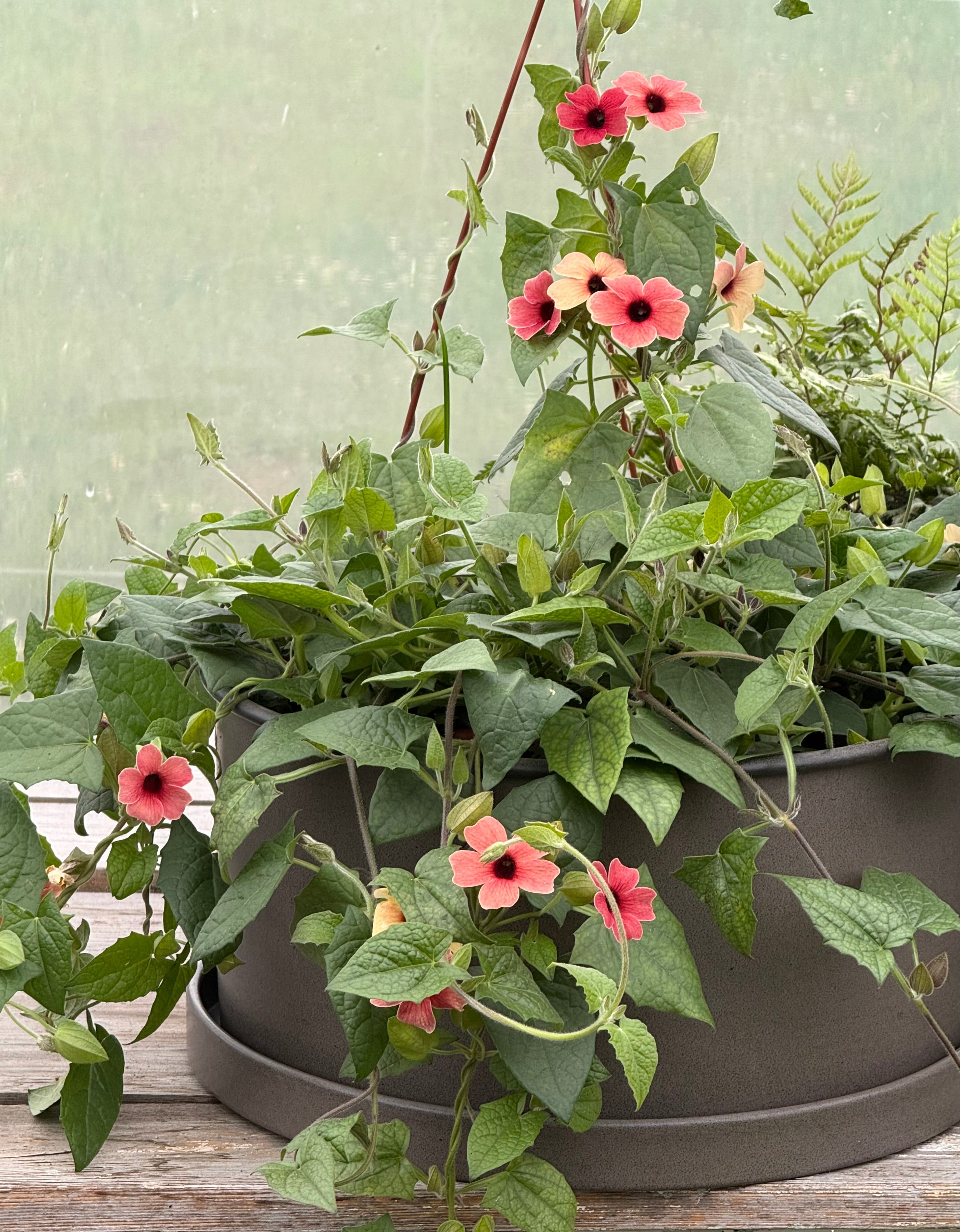 葉っぱbeautiful people Thunbergia alata 'African Sunset Mix' | Black-Eyed Susan Vine