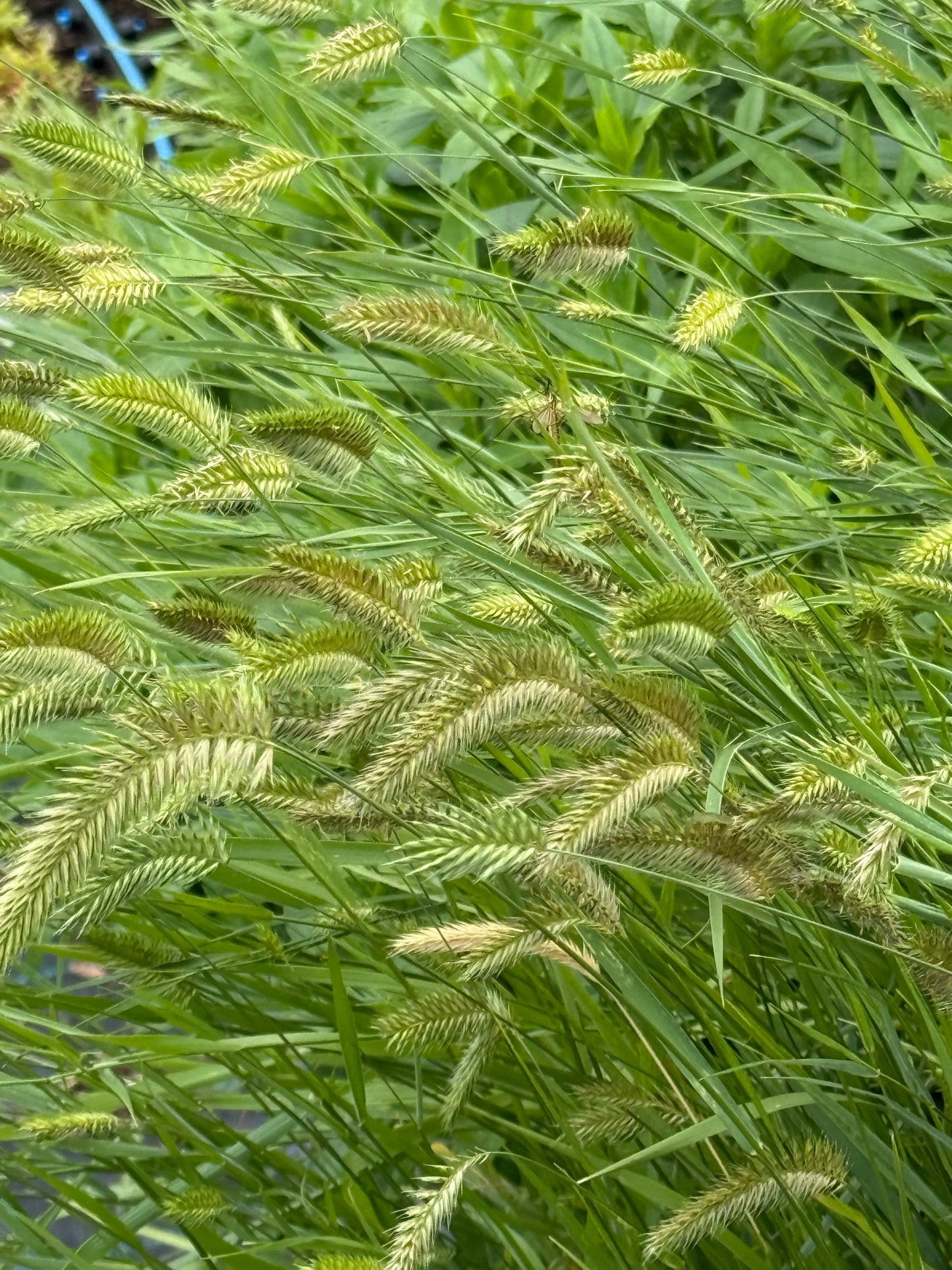 Wangenheimia lima Vulcan | Fine Ornamental Grass therapyofflowers.com