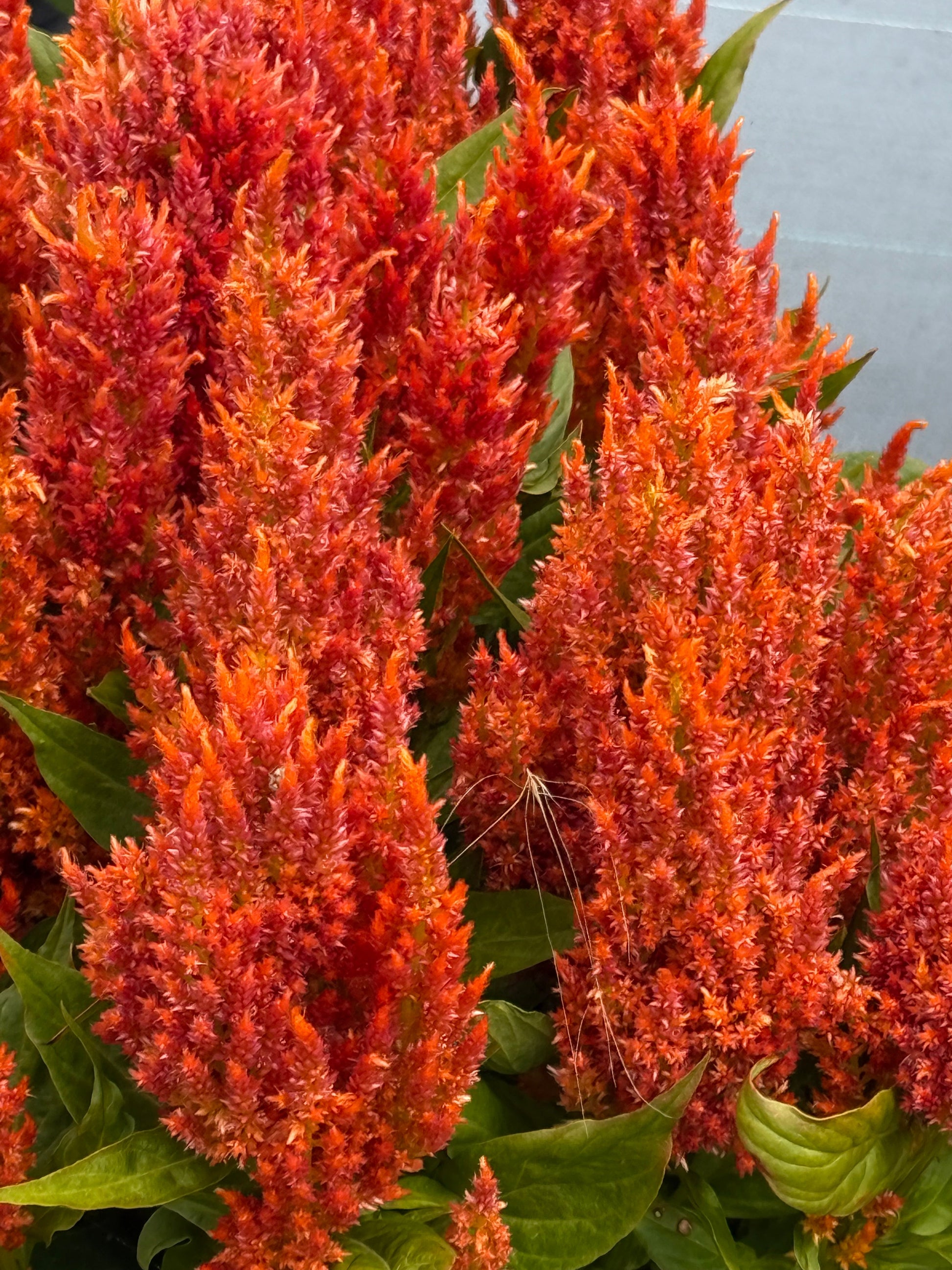 Celosia plumosa Fresh Look Orange  | Feather Celosia therapyofflowers.com