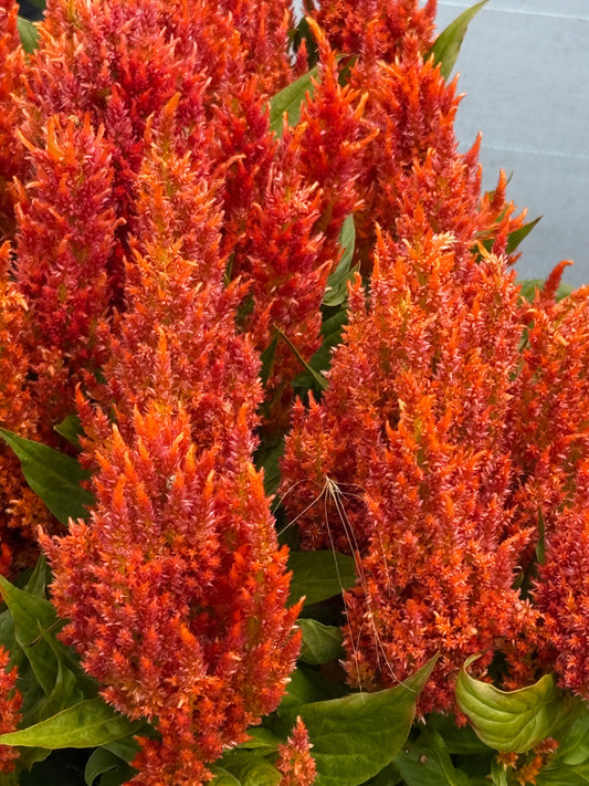 Celosia plumosa Fresh Look Orange  | Feather Celosia therapyofflowers.com