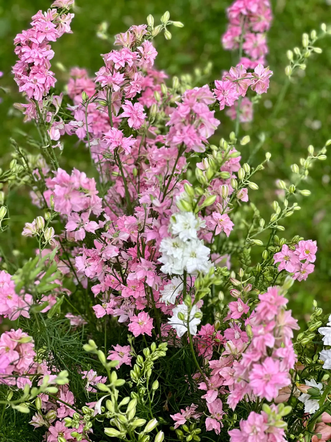 Delphinium consolida QIS® Light Pink | Larkspur therapyofflowers.com