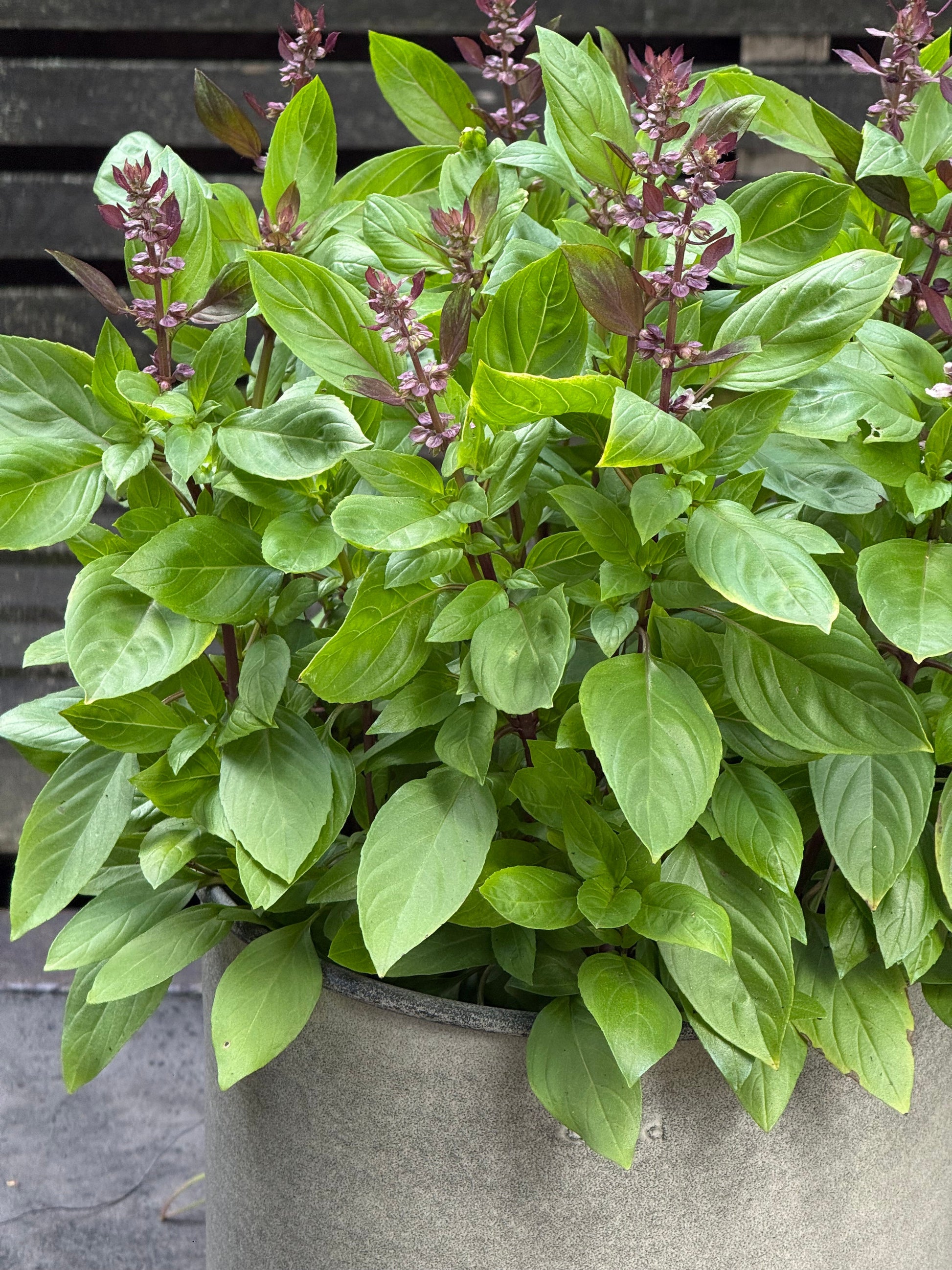 Ocimum basilicum Spice Boys Queen Of Sheba | Intense Purple Flowers therapyofflowers.com