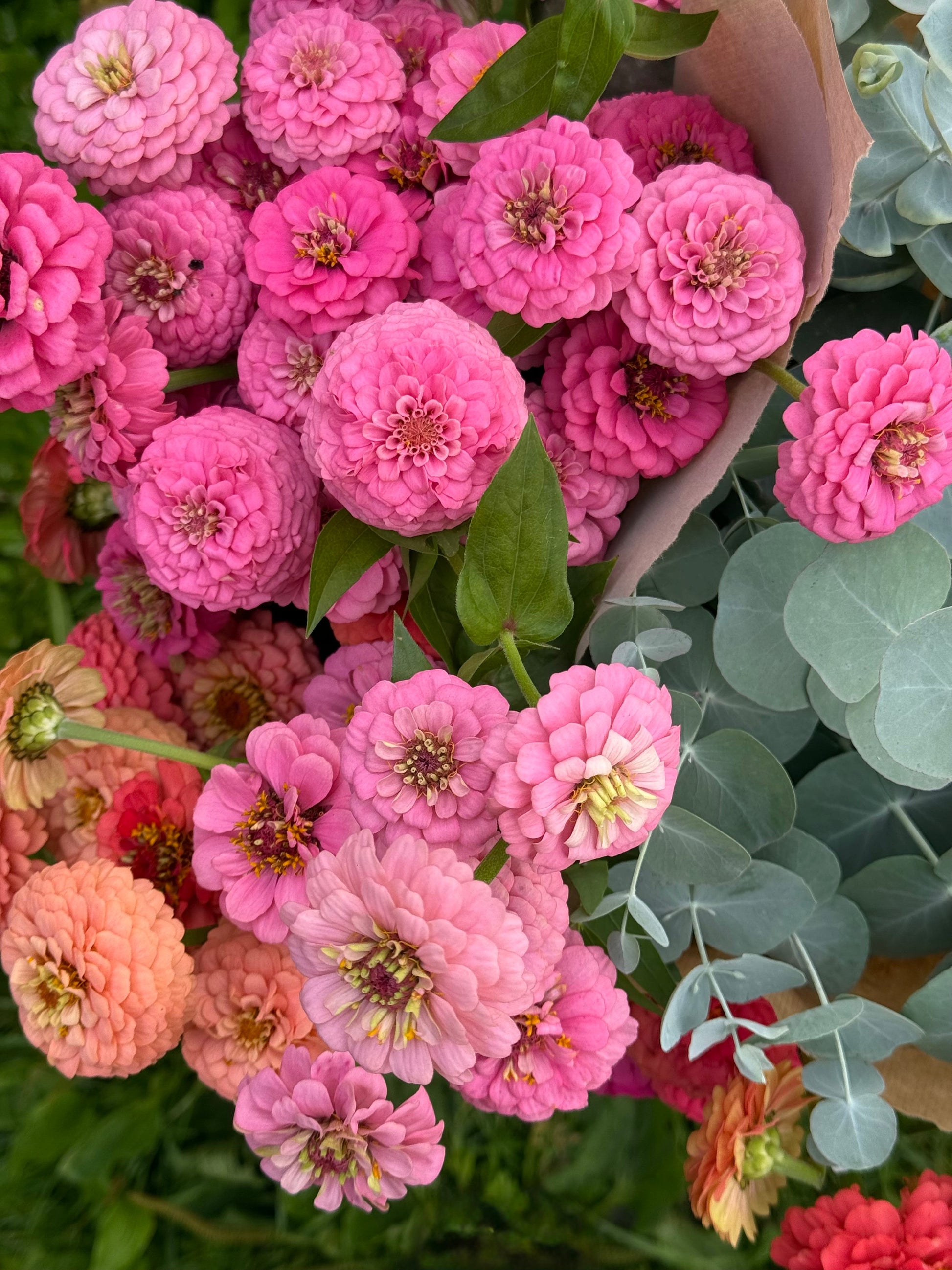 Zinnia elegans OKLAHOMA Pink | Cut Flower Zinnia therapyofflowers.com