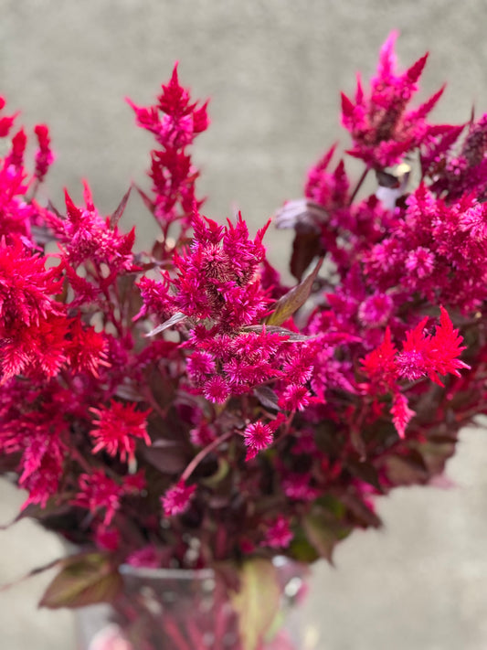 Celosia argentea var. plumosa Forest Fire | Feather Celosia | Tall therapyofflowers.com