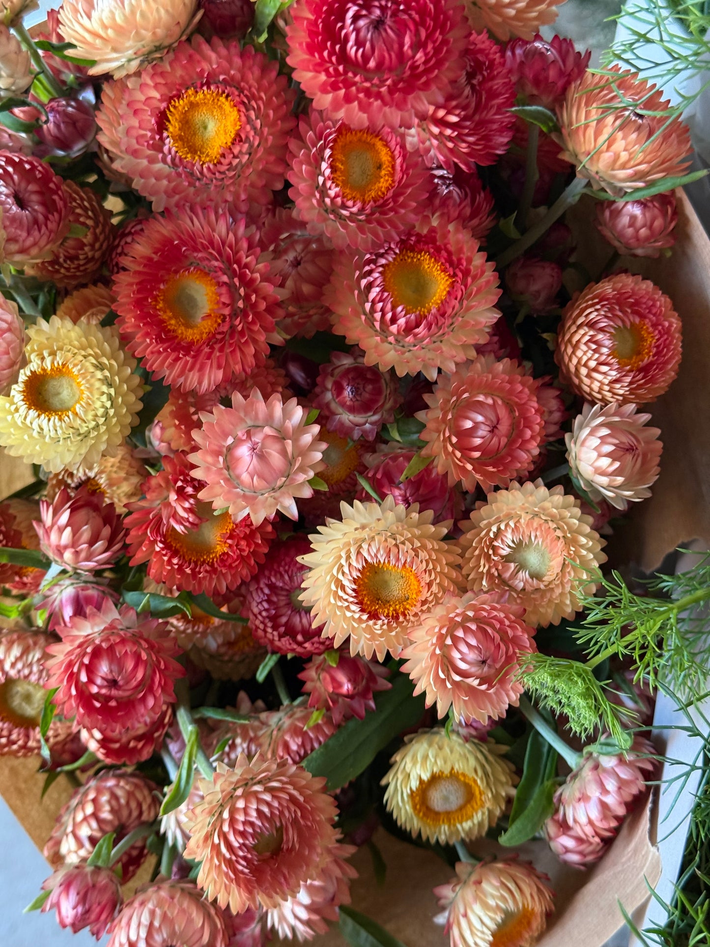 Helichrysum bracteatum Salmon | Strawflower therapyofflowers.com