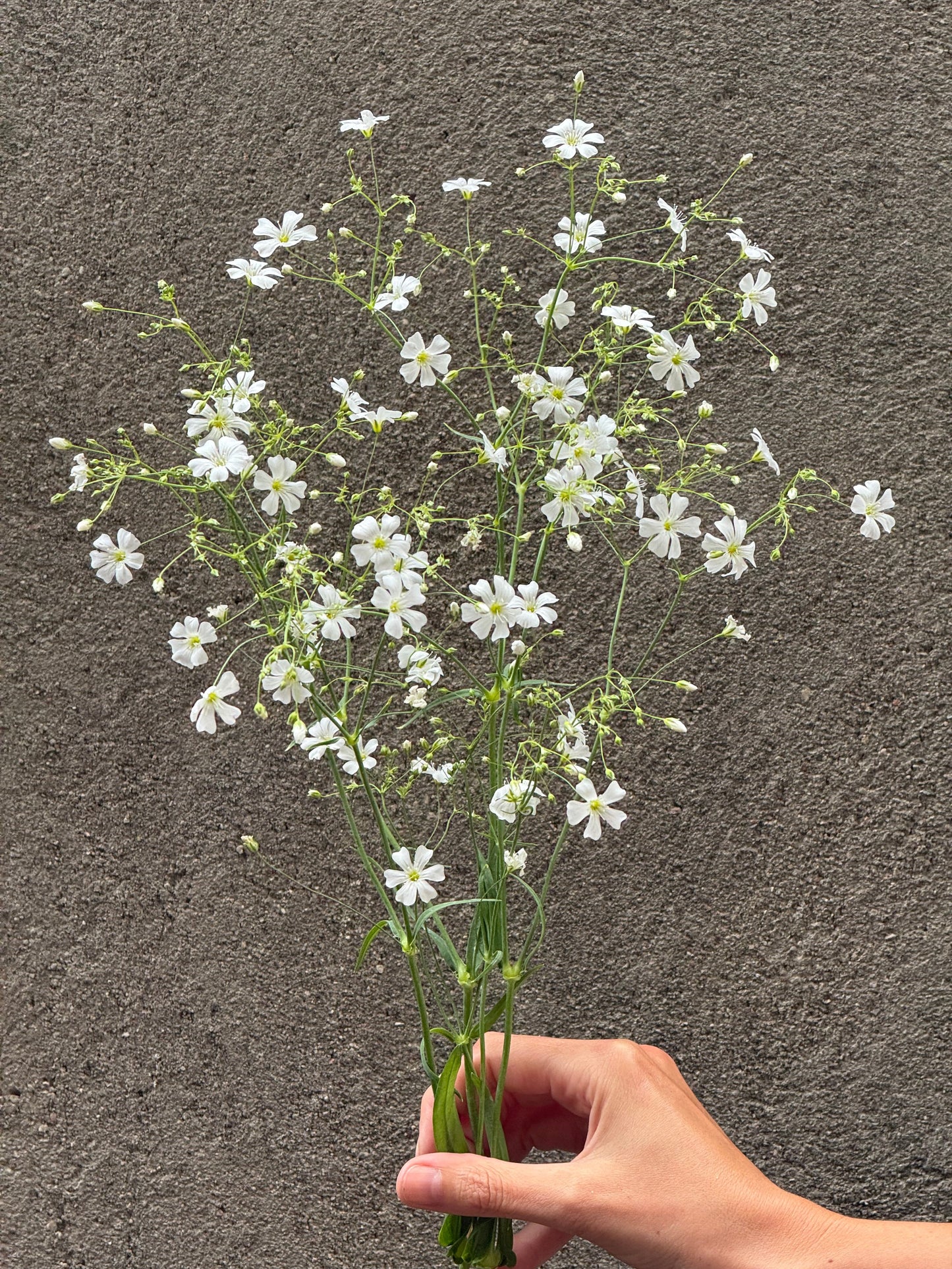 Gypsophila elegans Covent Garden | Annual Baby’s Breath therapyofflowers.com