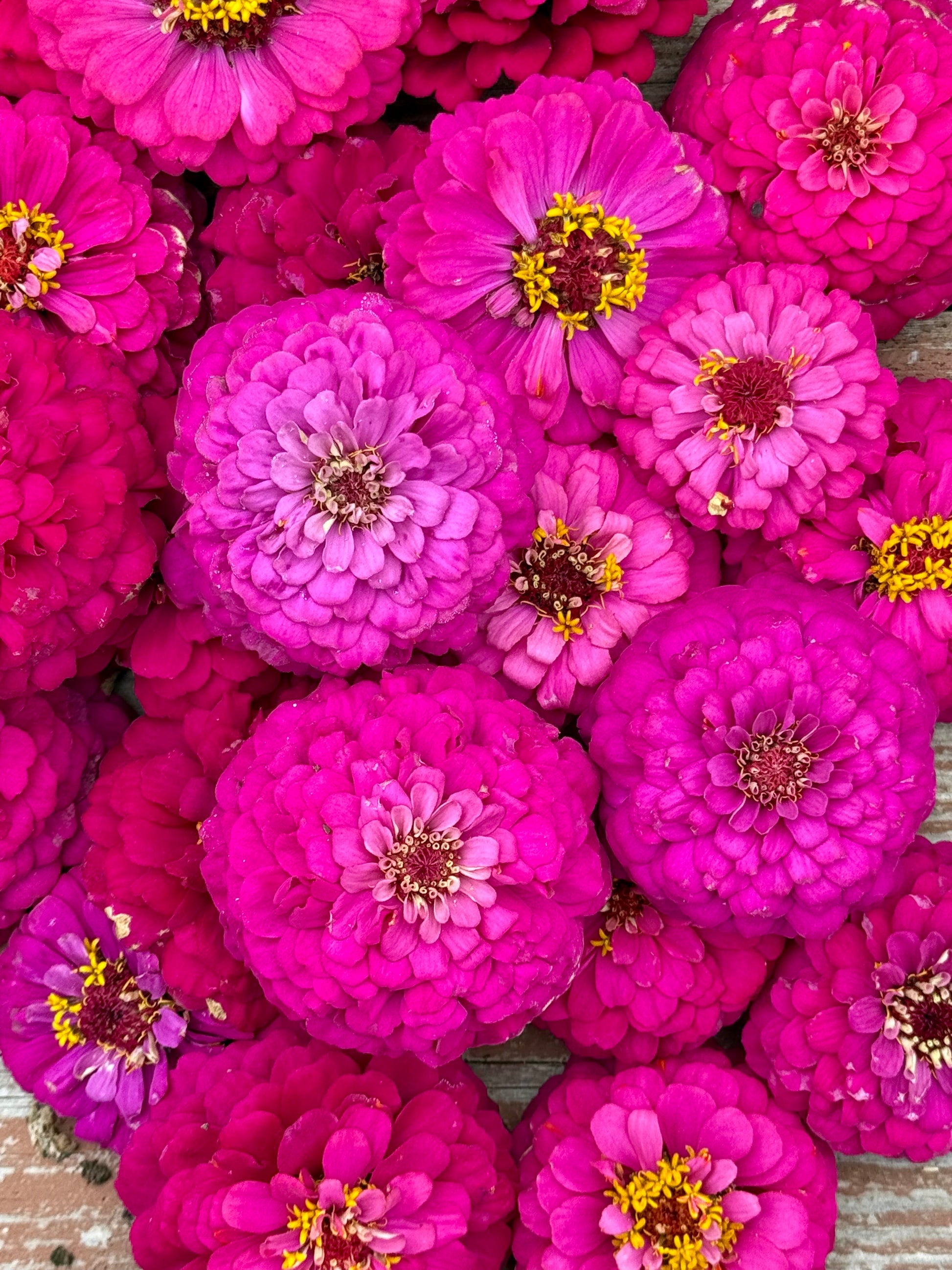 Zinnia elegans Oklahoma Carmine | Elegant Cut Flower Zinnia therapyofflowers.com