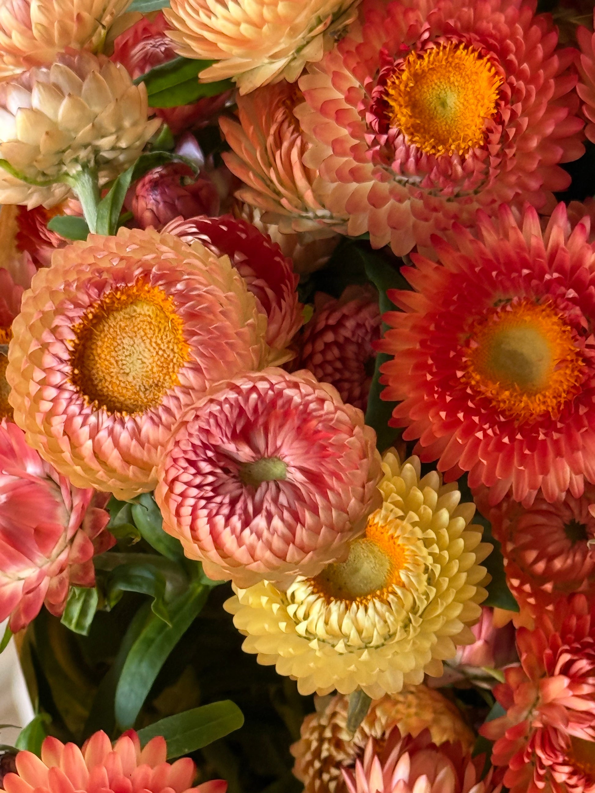 Helichrysum bracteatum Salmon | Strawflower therapyofflowers.com