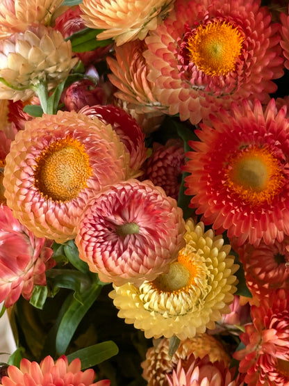 Helichrysum bracteatum Salmon | Strawflower therapyofflowers.com