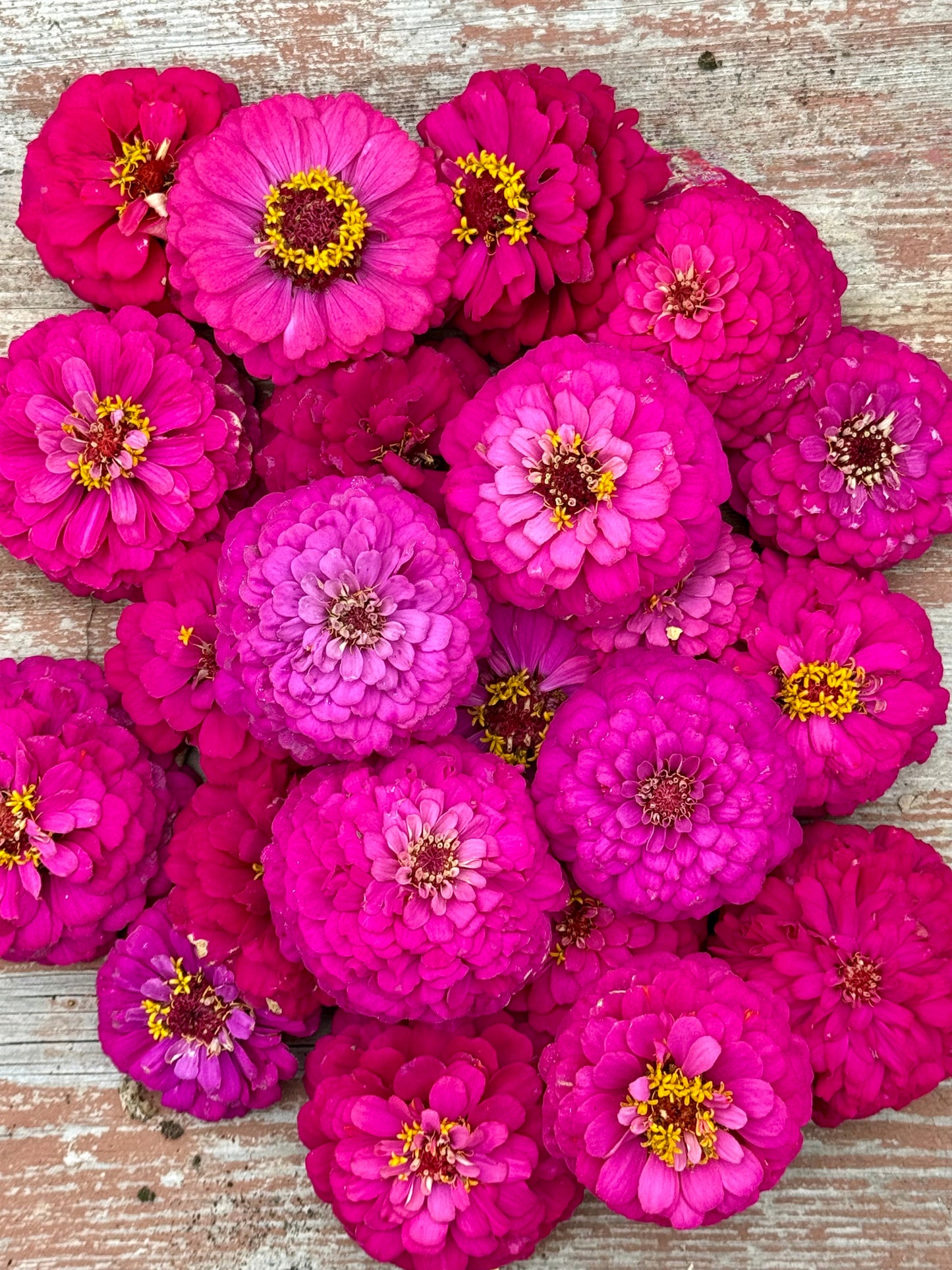 Zinnia elegans Oklahoma Carmine | Elegant Cut Flower Zinnia therapyofflowers.com