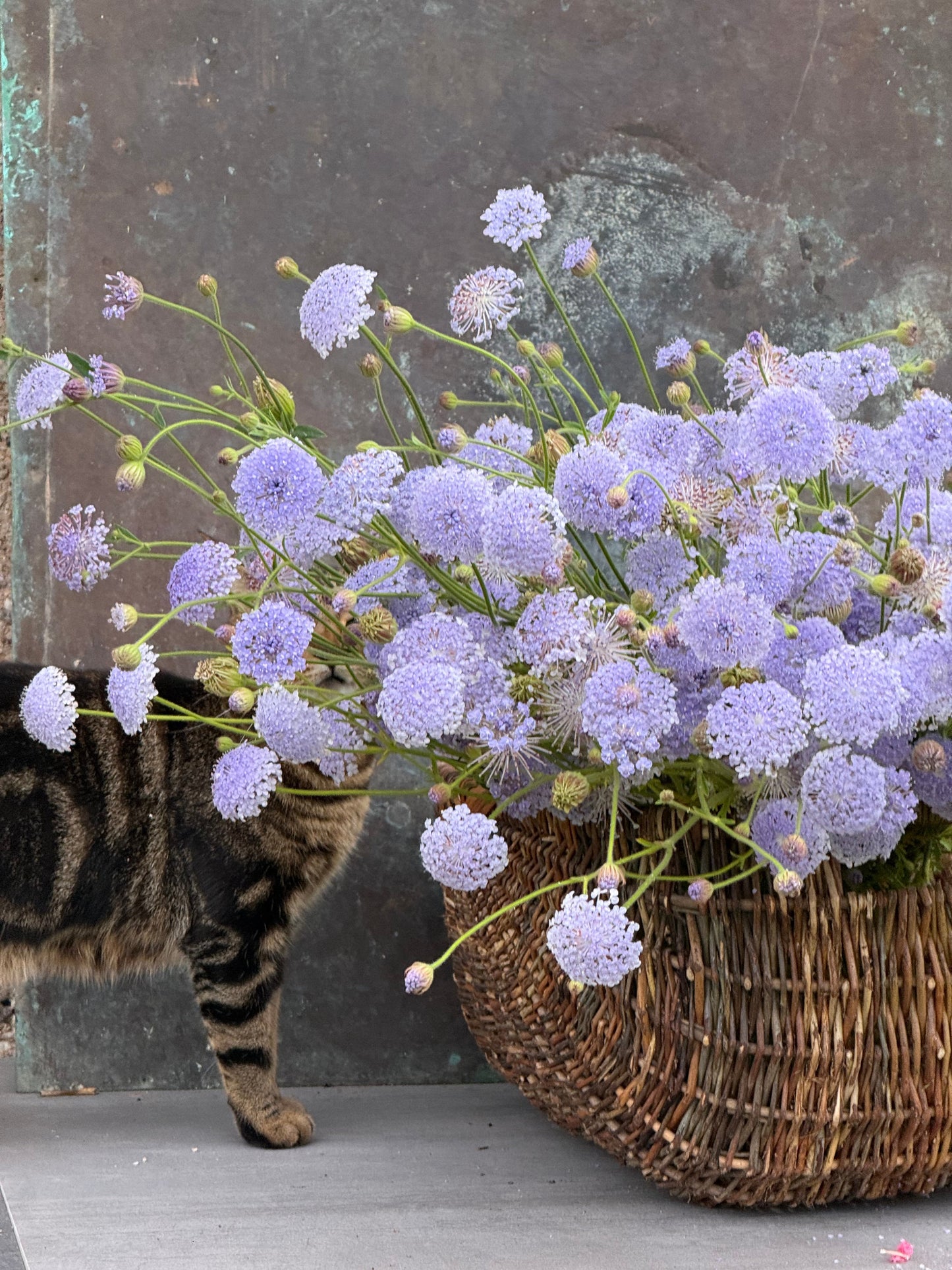 Trachymene coerulea Lavender Blue | Lace Flower | Didiscus therapyofflowers.com