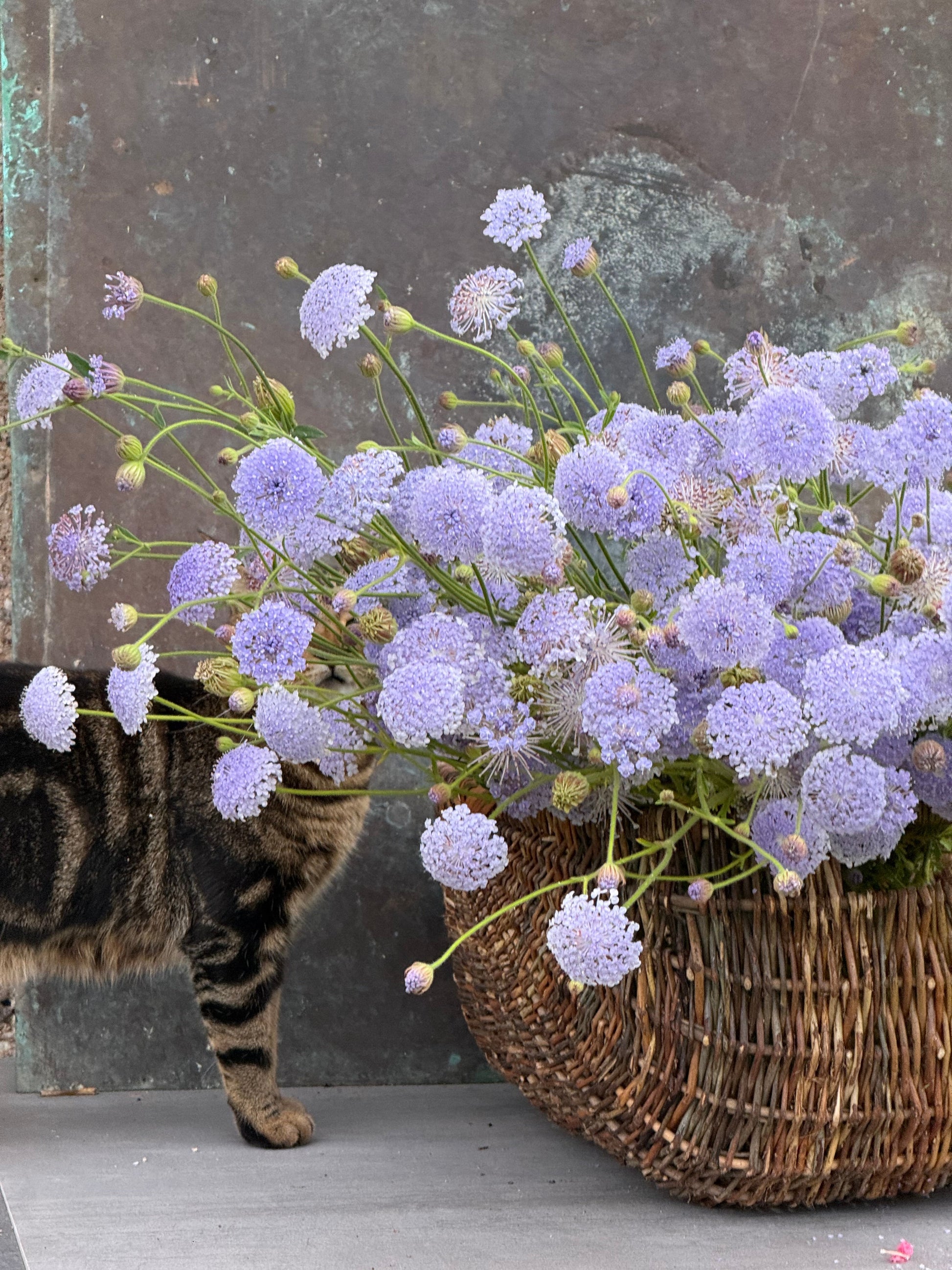 Trachymene coerulea Lavender Blue | Lace Flower | Didiscus therapyofflowers.com