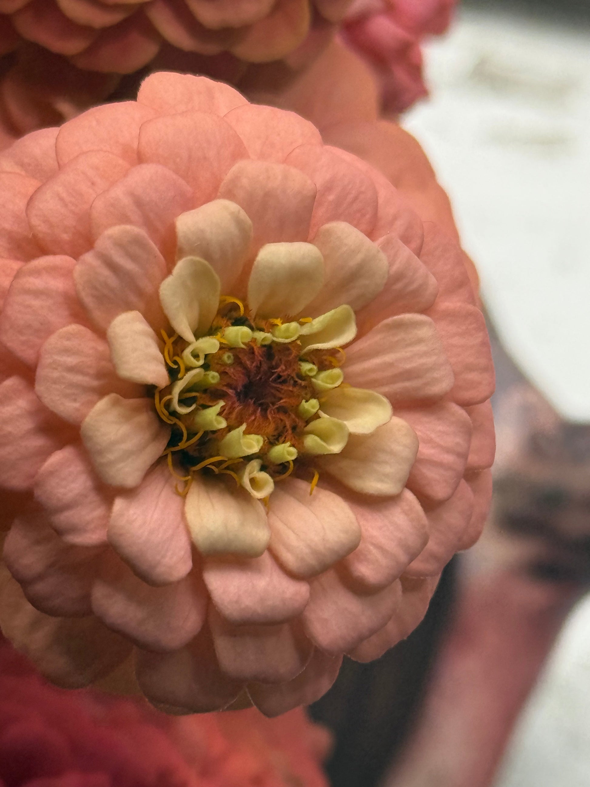 Zinnia elegans OKLAHOMA Salmon | Cut Flower Zinnia therapyofflowers.com