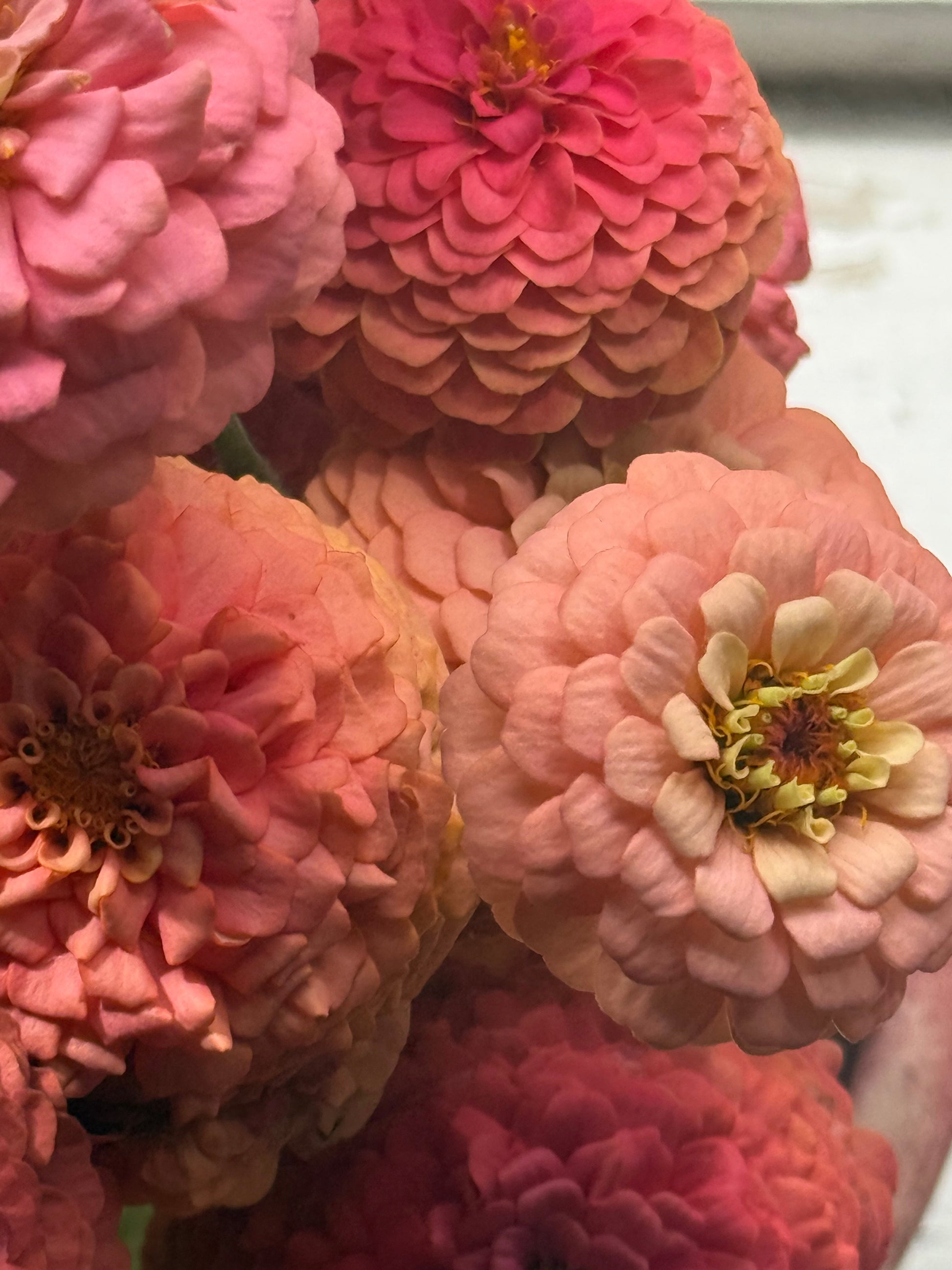 Zinnia elegans OKLAHOMA Salmon | Cut Flower Zinnia therapyofflowers.com