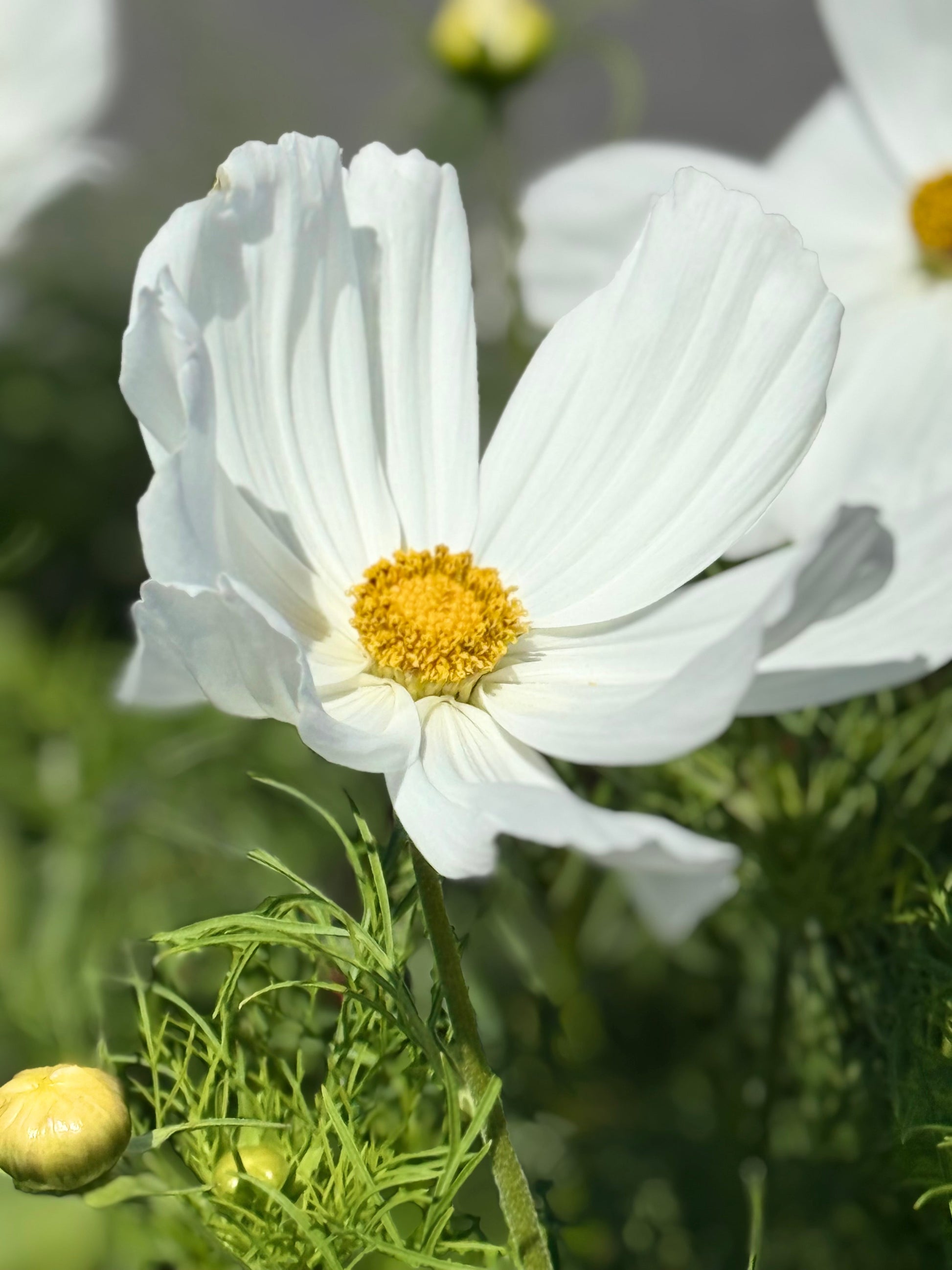 Cosmos bipinnatus Sonata™ White | Compact Pot Flower therapyofflowers.com