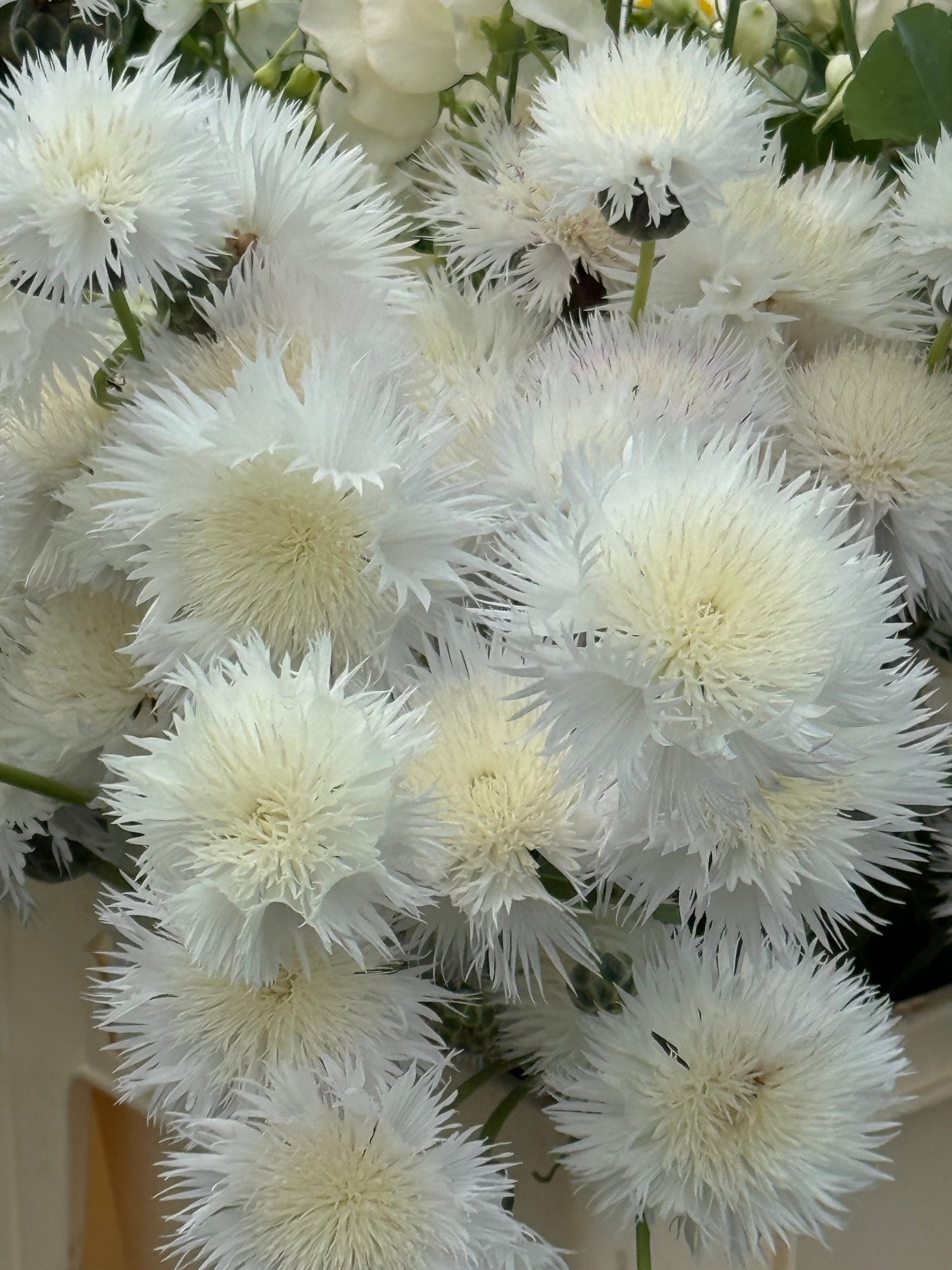 Amberboa moschata The Bride | Sweet Sultan therapyofflowers.com