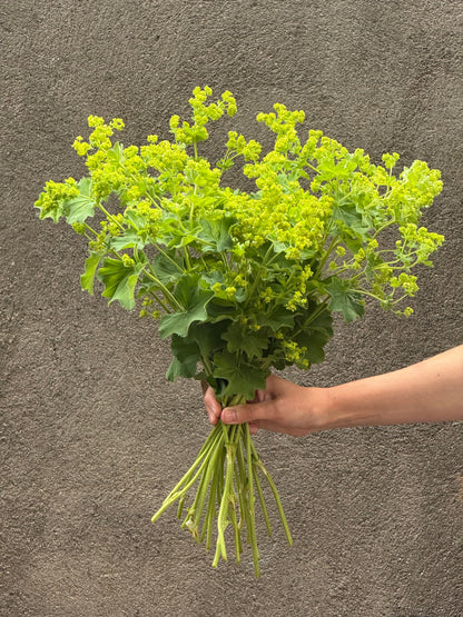 Alchemilla mollis Thriller® | Lady's-mantle therapyofflowers.com