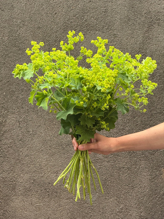 Alchemilla mollis Thriller® | Lady's-mantle therapyofflowers.com
