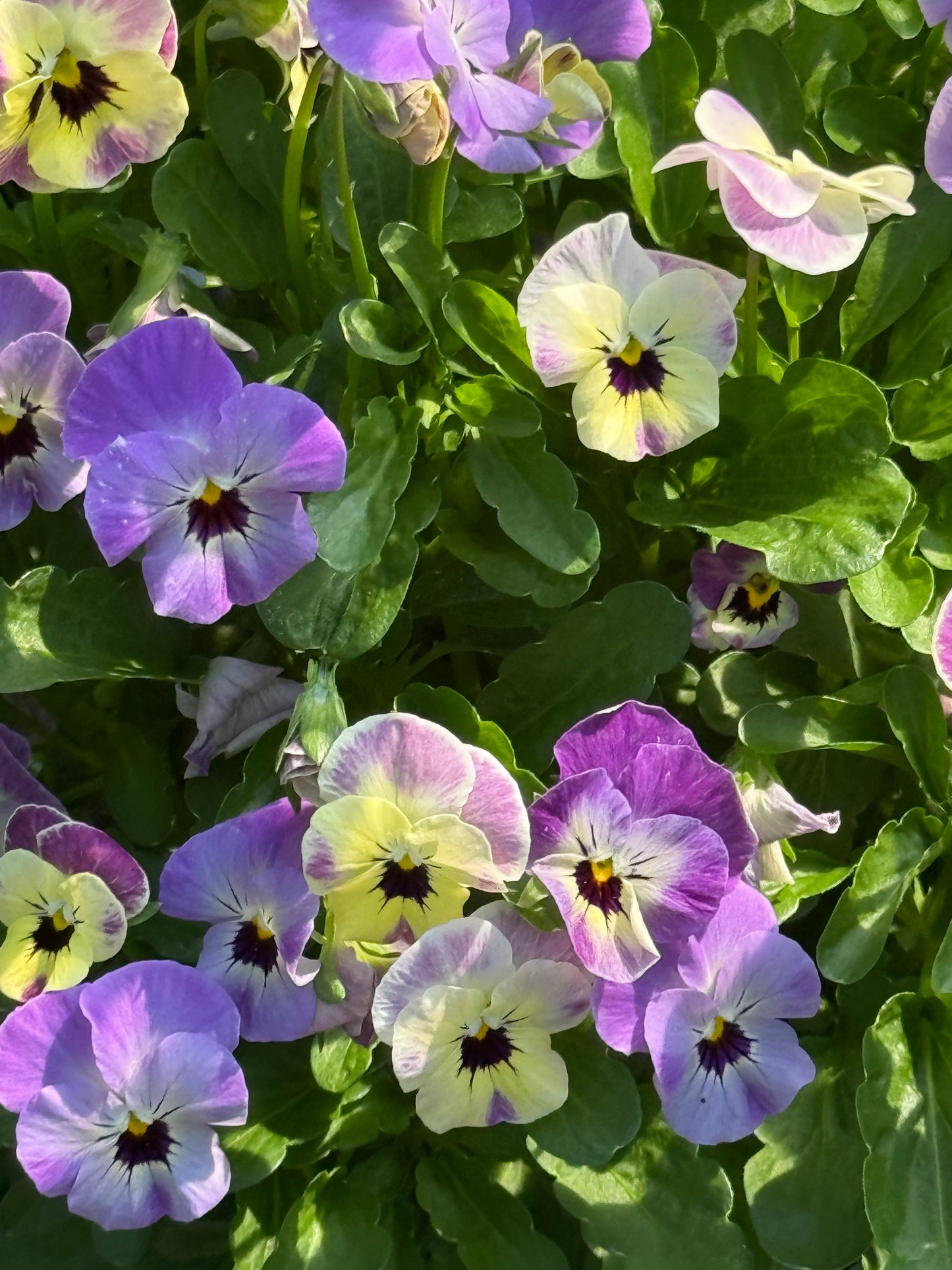 Viola cornuta Antique Laeta F1 | Horned Pansy therapyofflowers.com