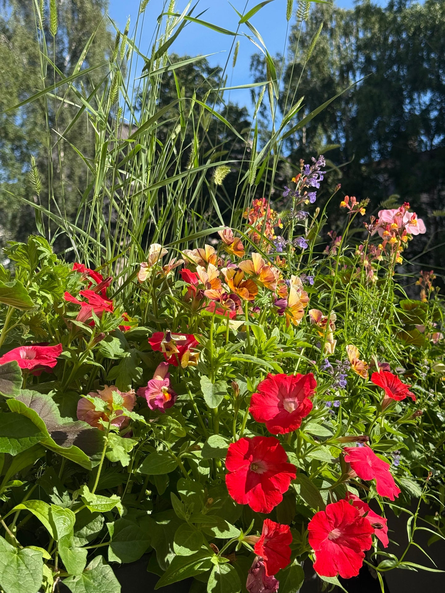 Petunia x Hybrida Pendolino Sensation Salmon-Orange F1 | Italian Petunia | Pelleted therapyofflowers.com