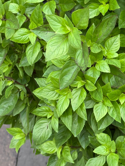 Everleaf Thai Towers Basil | Ocimum basilicum | Aromatic Thai Basil therapyofflowers.com