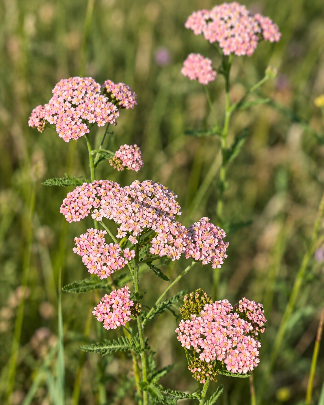 Schafgarbe Summer Berries | Achillea millefolium