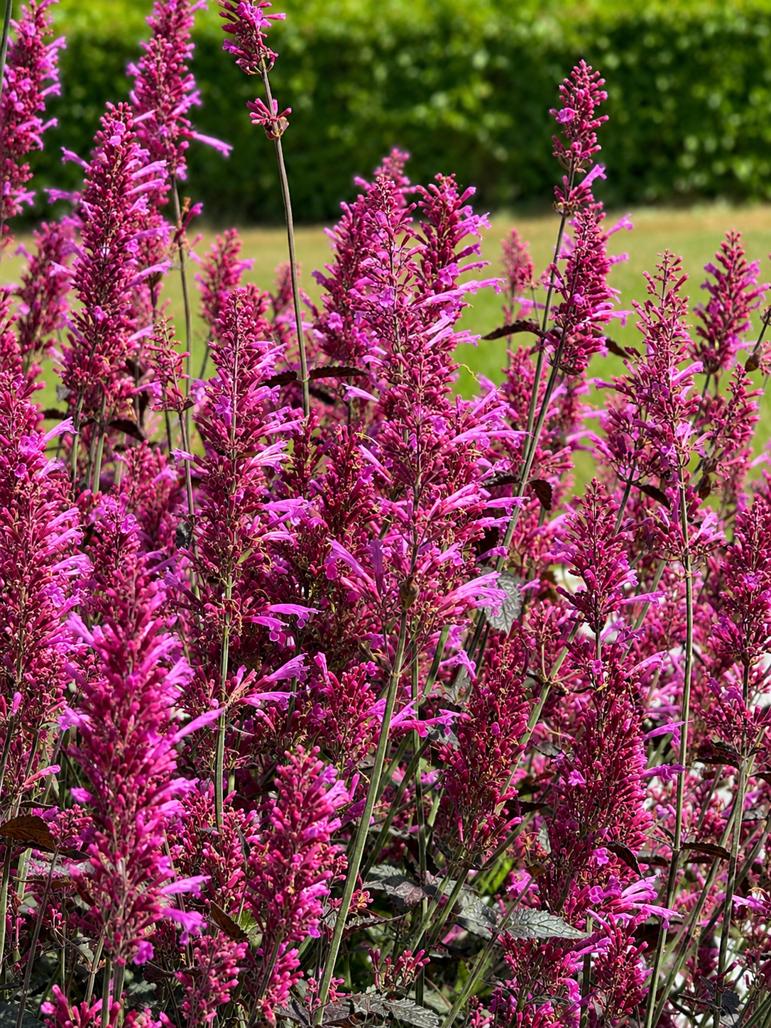 Agastache cana Zuni | Hummingbird Mint therapyofflowers.com