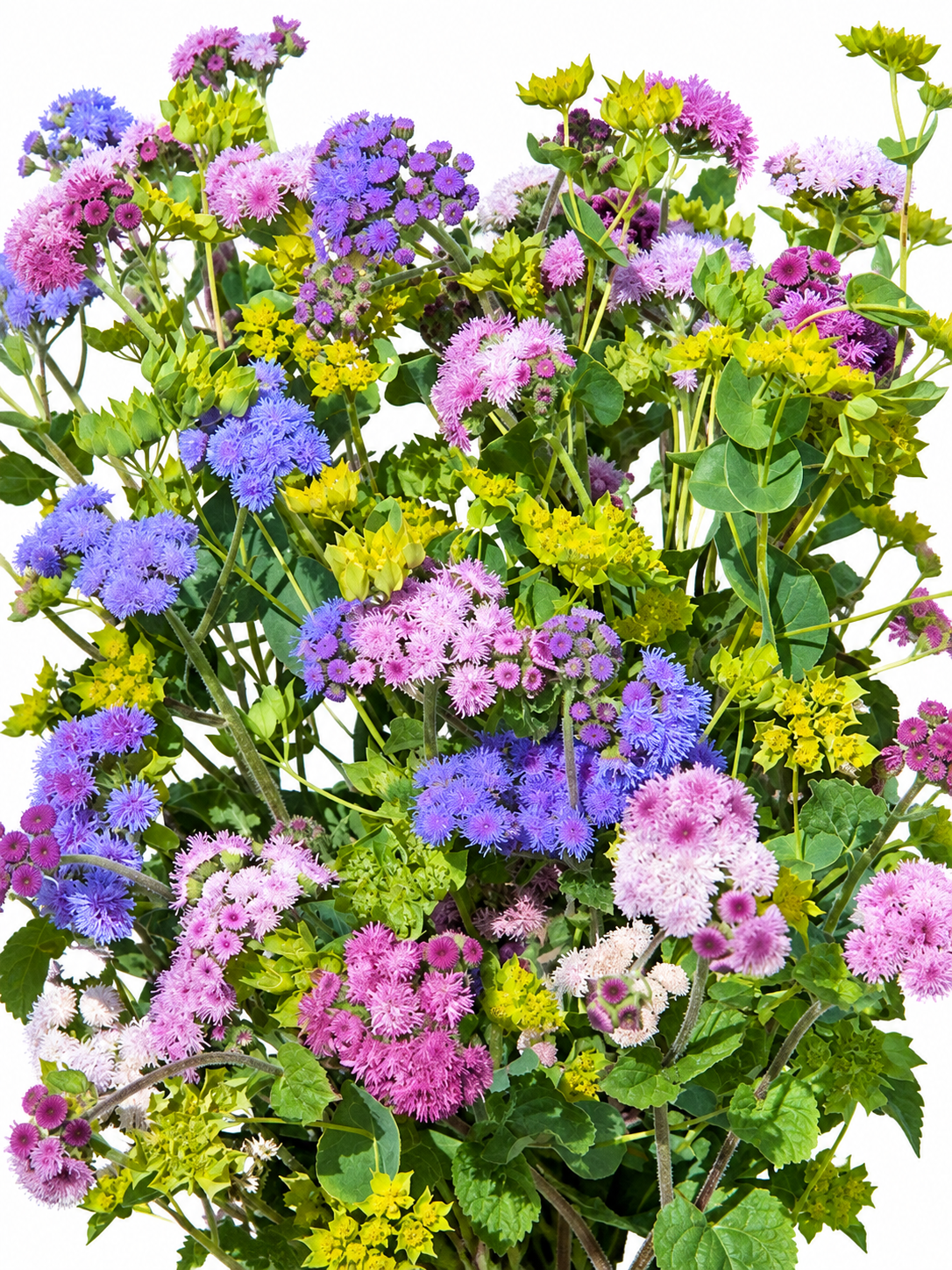 Agerāts Timeless Mix | Ageratum houstonianum