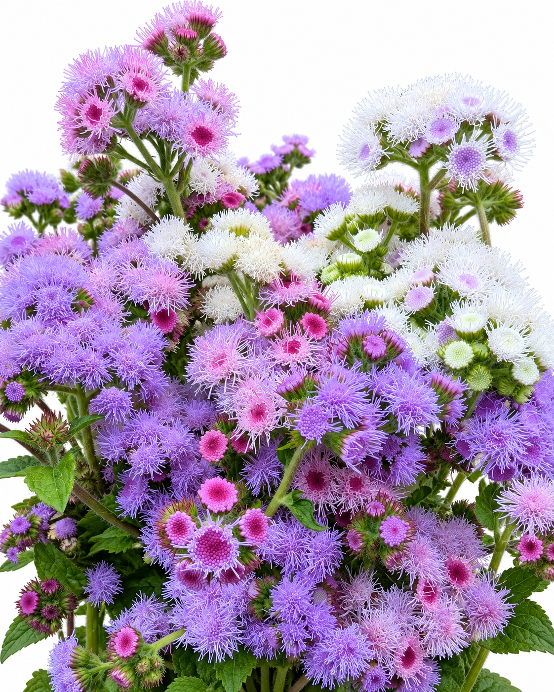 Agerāts Timeless Mix | Ageratum houstonianum