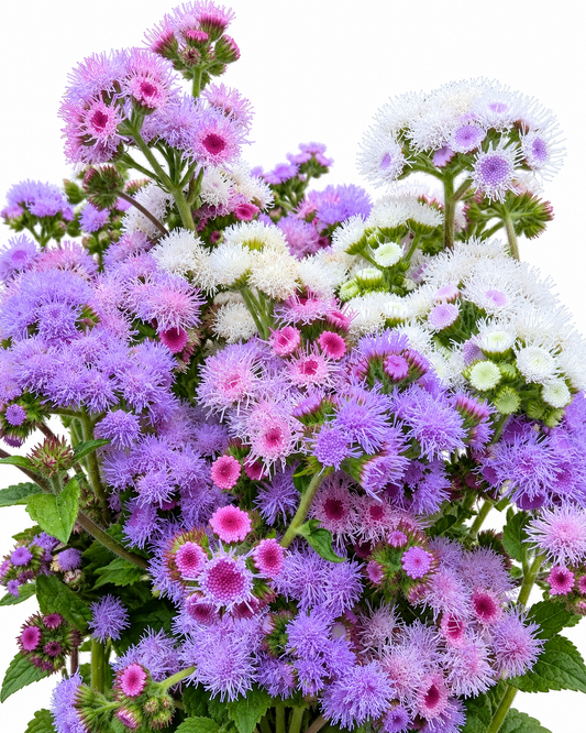 Agerāts Timeless Mix | Ageratum houstonianum