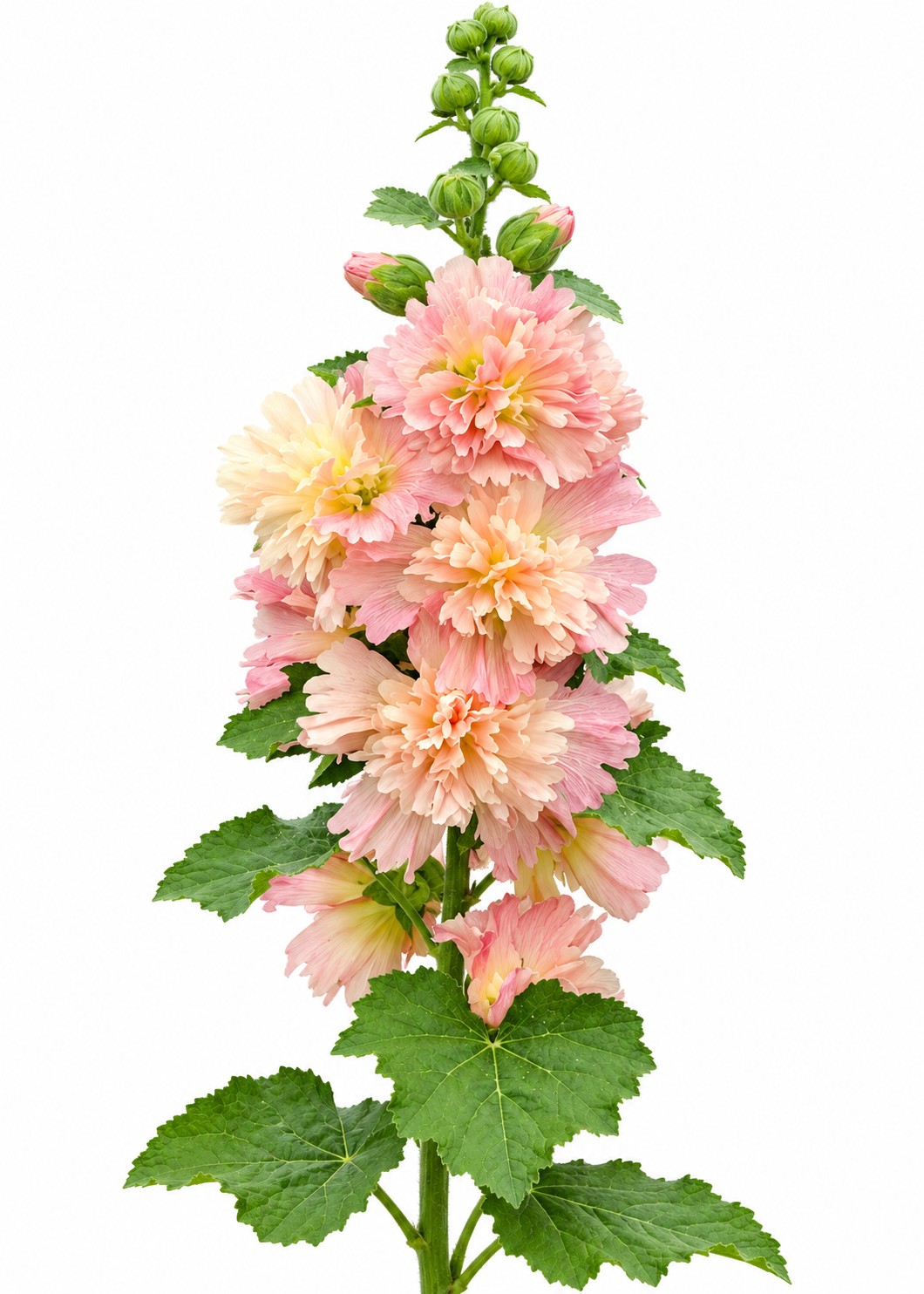 Kāršroze Spring Celebrities™ Apricot | Alcea rosea 