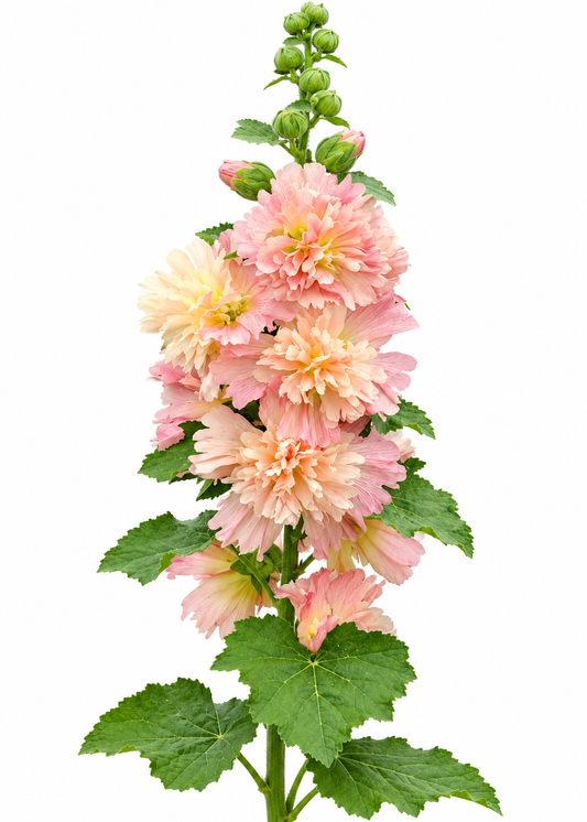 Alcea rosea Spring Celebrities™ Apricot | Hollyhock