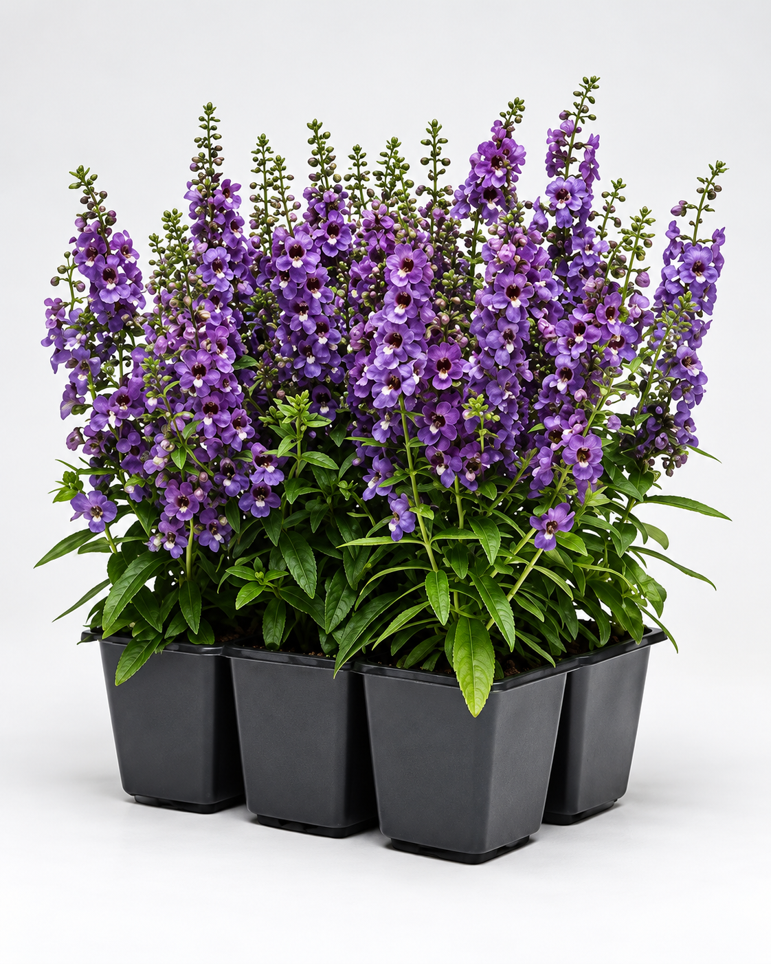 Angelonia angustifolia Serena® Blue | Summer Snap