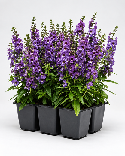Angelonia angustifolia Serena® Blue | Summer Snap