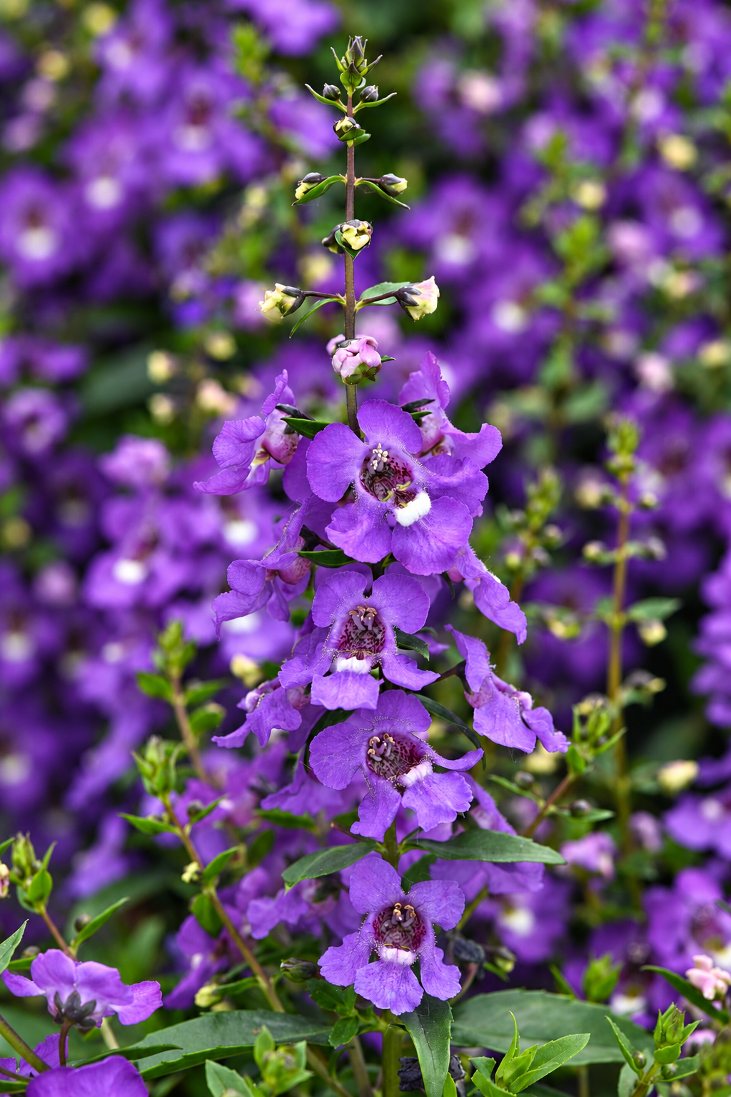 Angelonia angustifolia Serena® Blue | Summer Snap