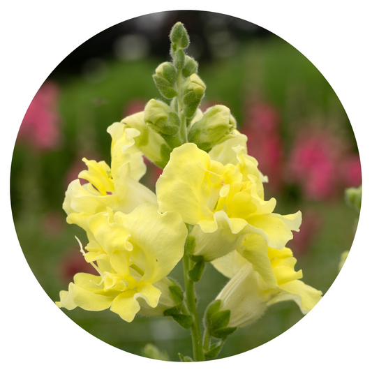 Snapdragon Madame Butterfly Yellow